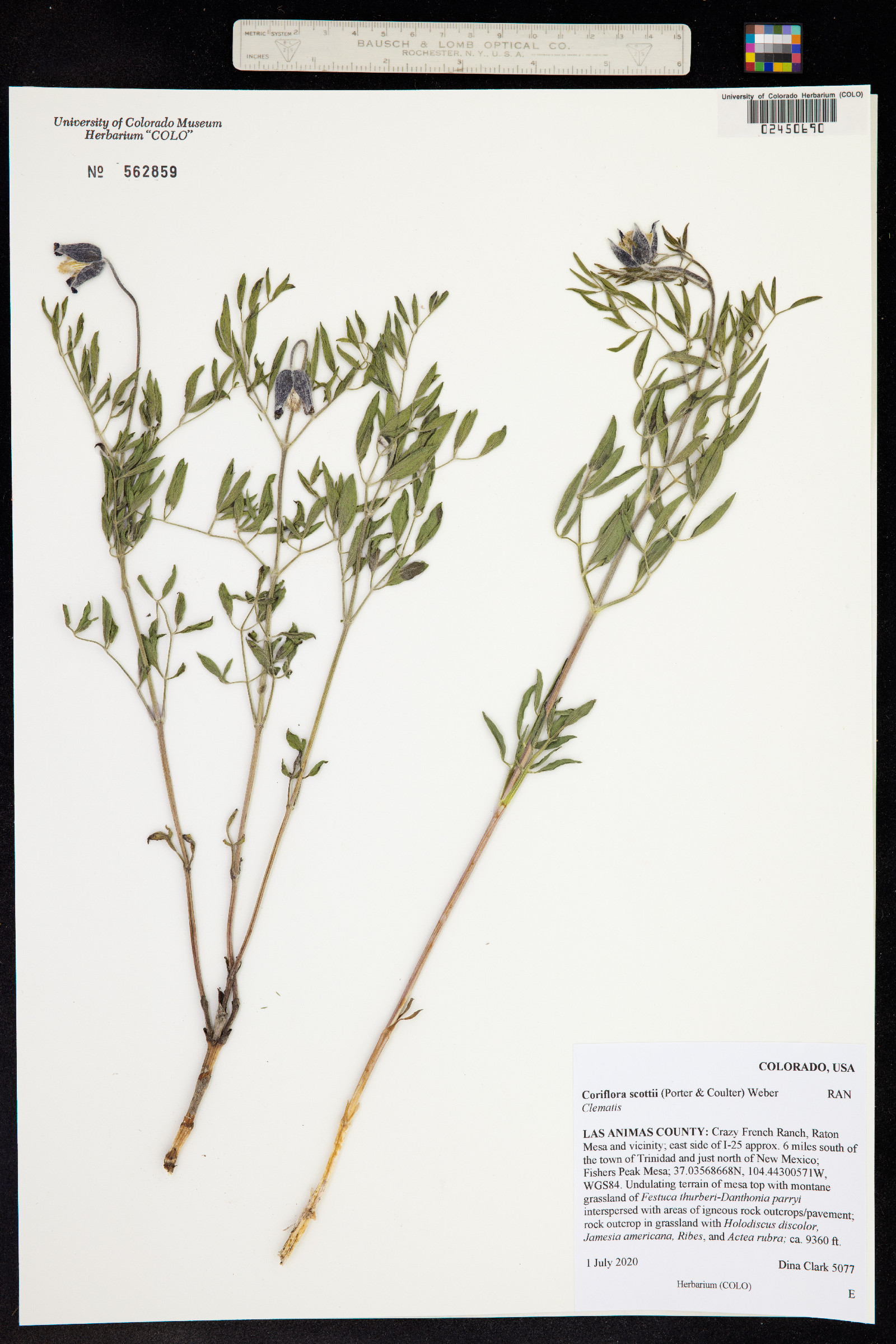 Clematis hirsutissima var. scottii image