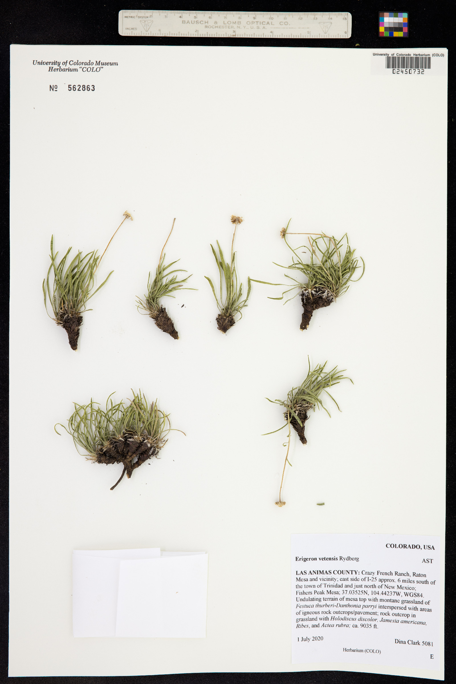 Erigeron vetensis image