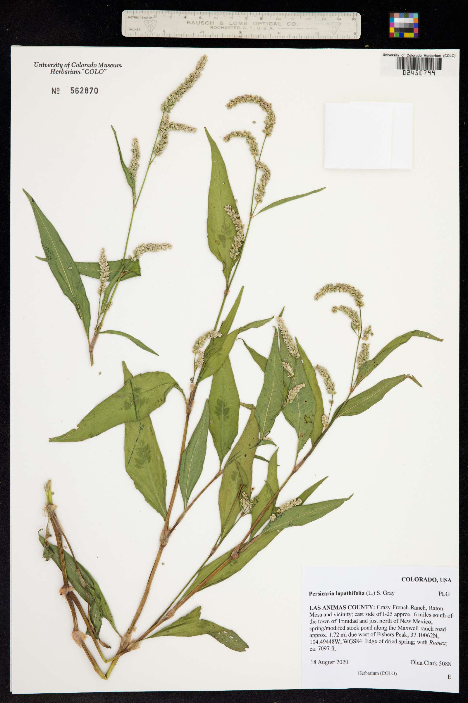 Persicaria lapathifolia image