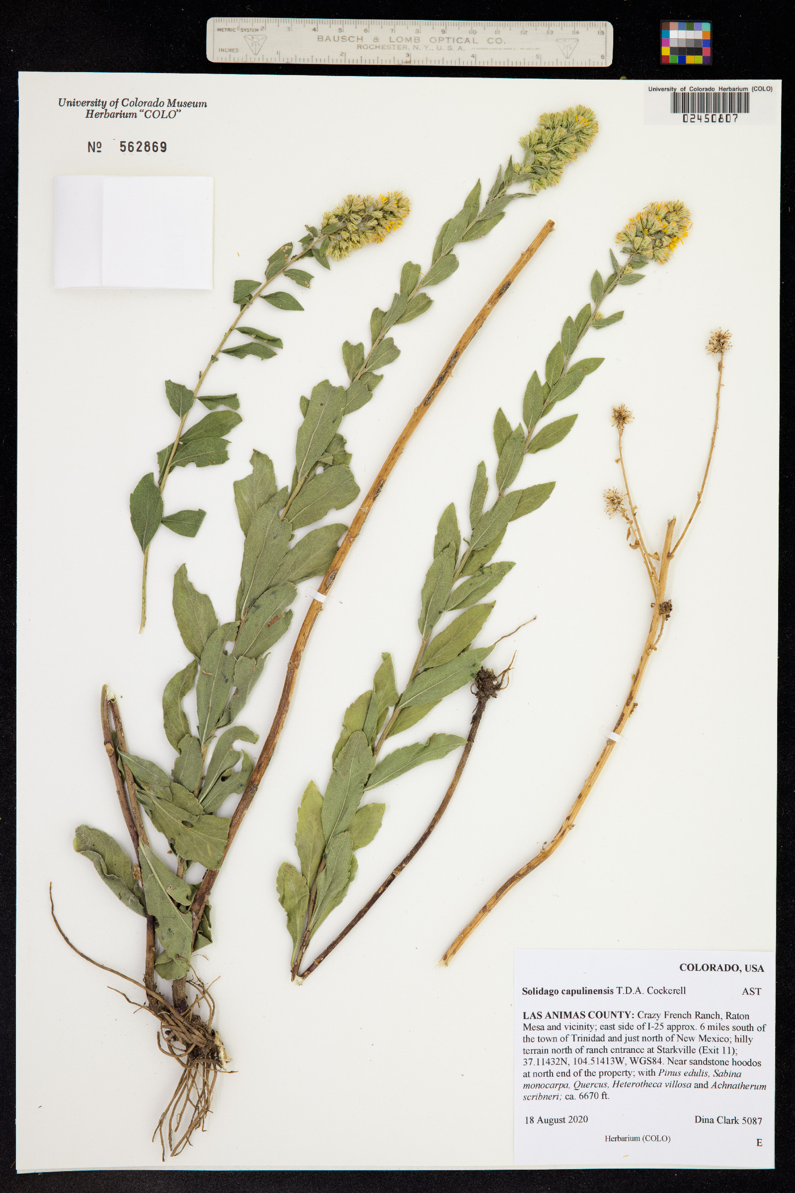 Solidago capulinensis image