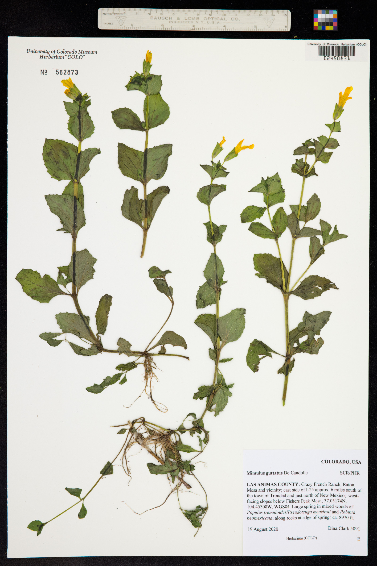 Mimulus guttatus image