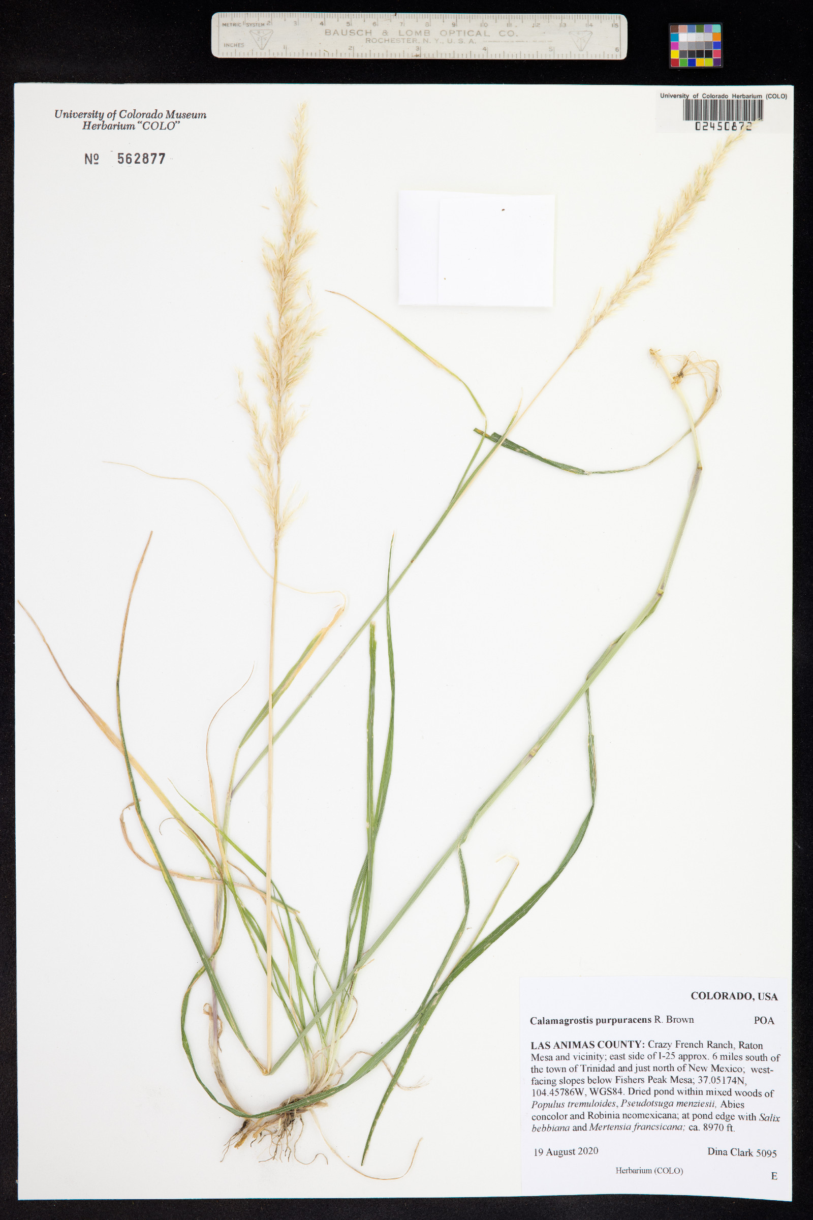 Calamagrostis purpurascens image