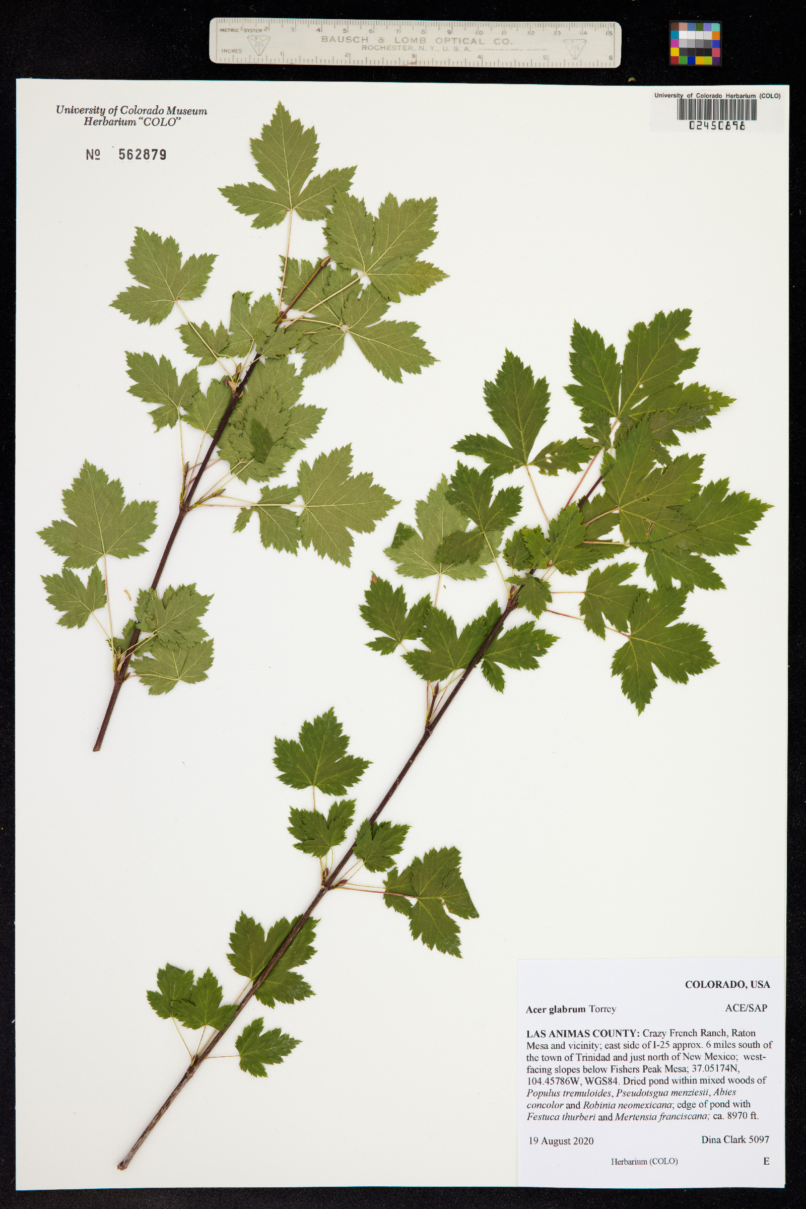 Acer glabrum image
