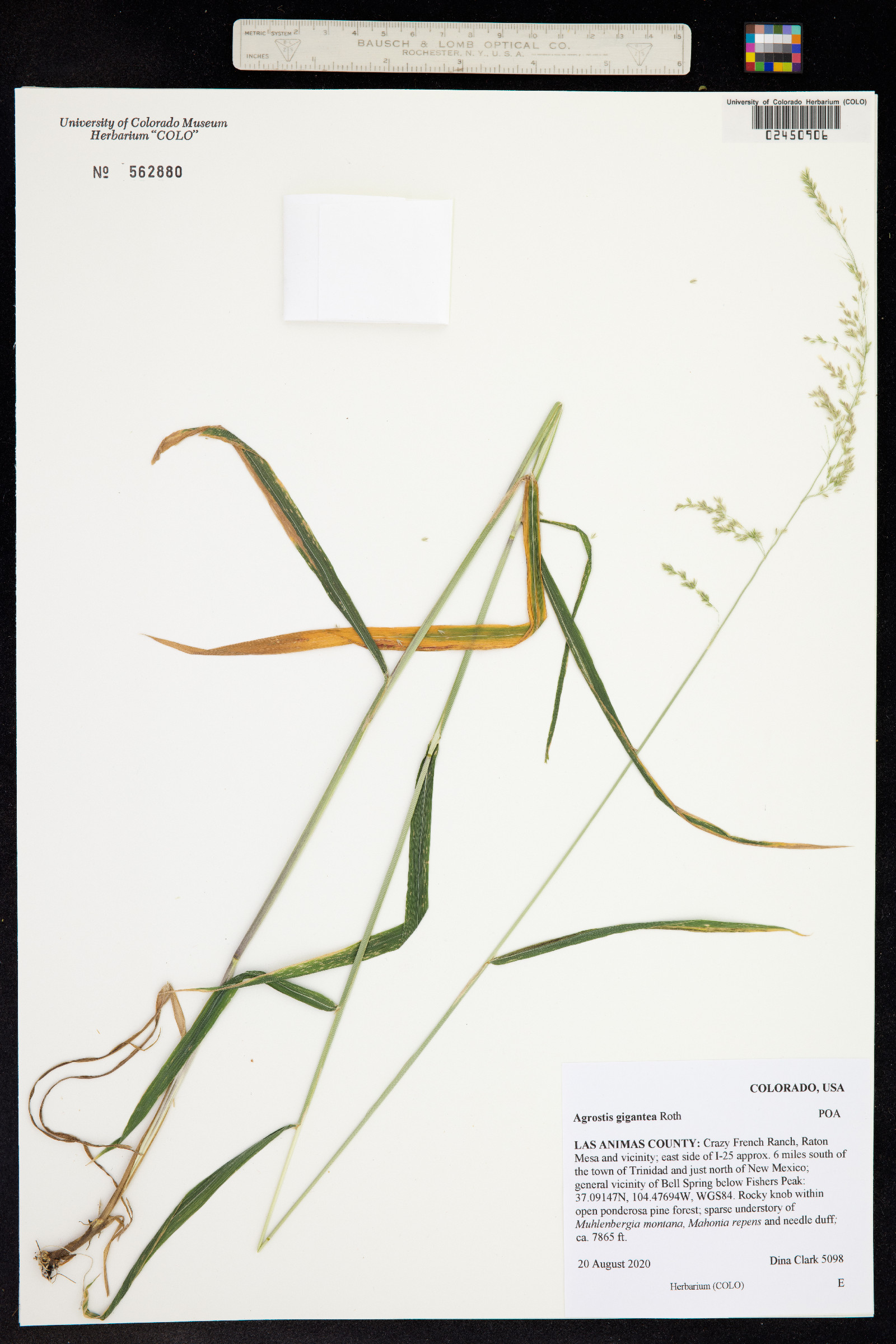 Agrostis gigantea image