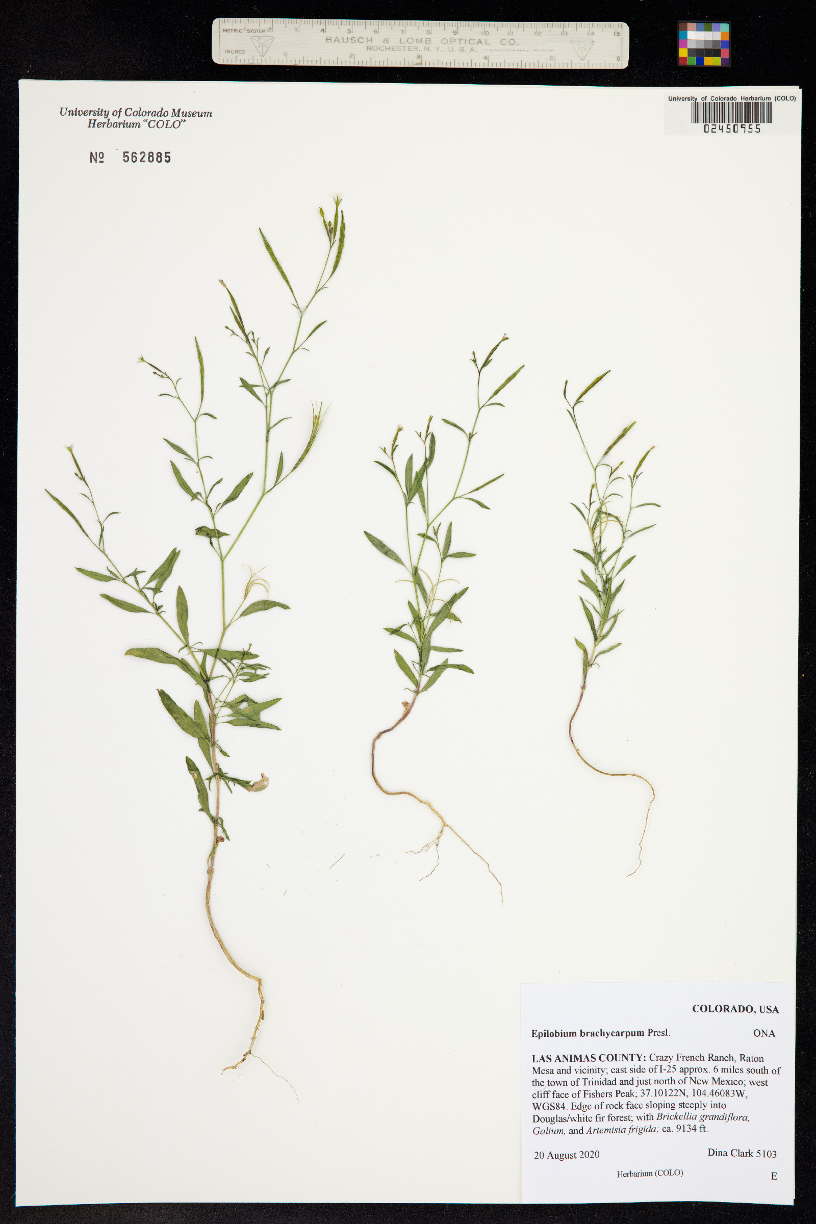 Epilobium brachycarpum image