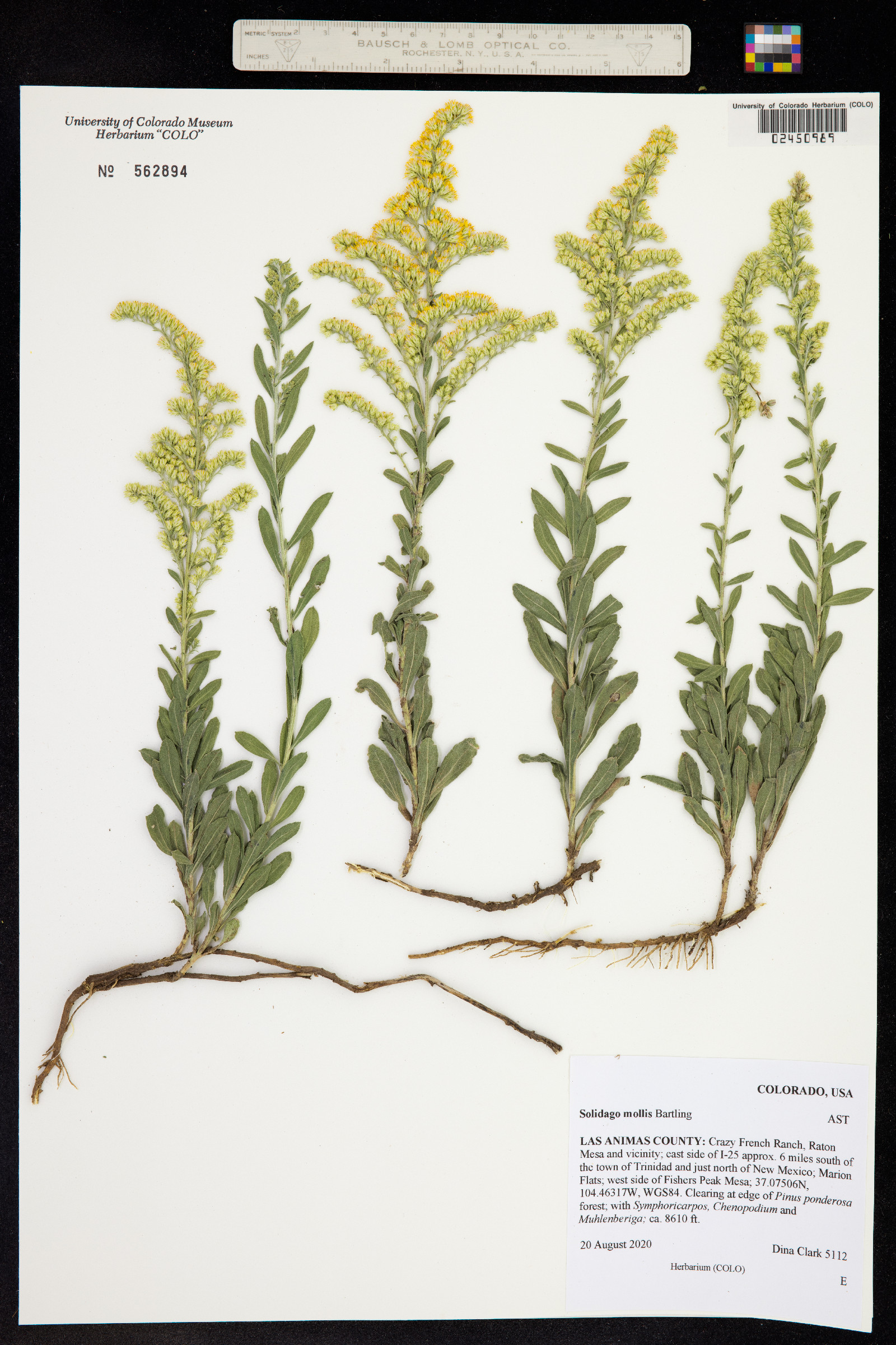 Solidago mollis image