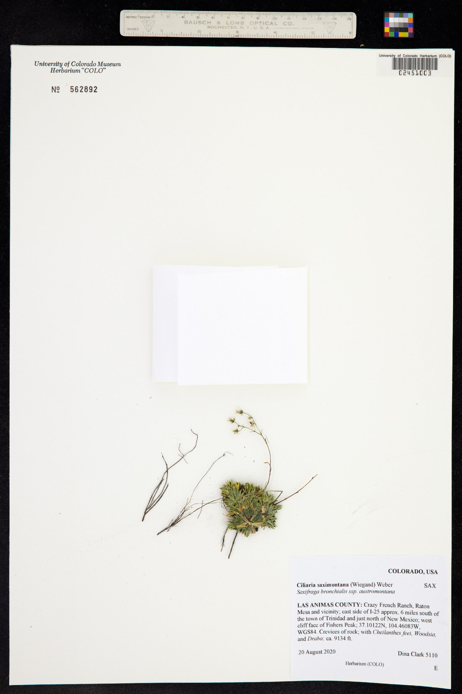 Solidago mollis image