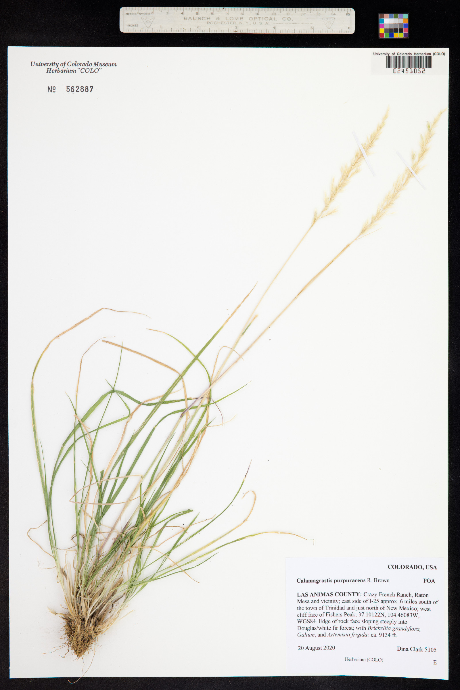 Calamagrostis purpurascens image