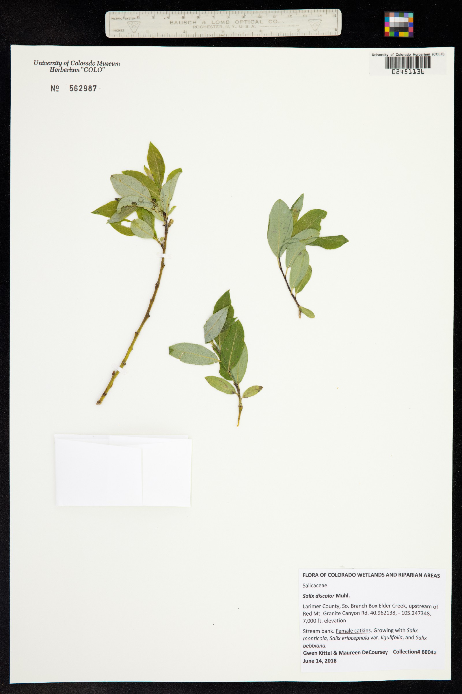 Salix discolor image