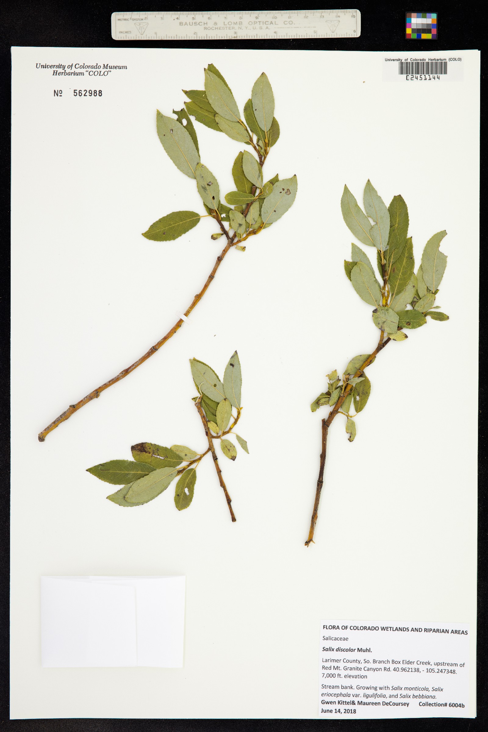 Salix discolor image
