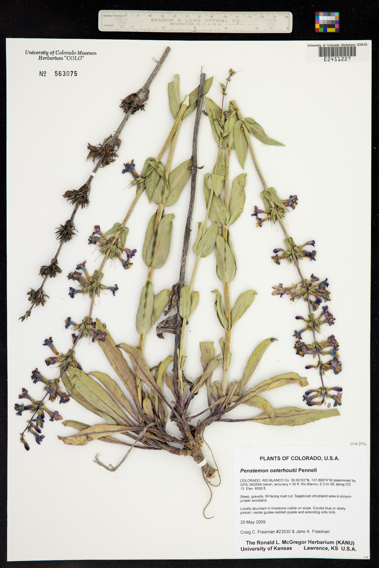 Penstemon osterhoutii image