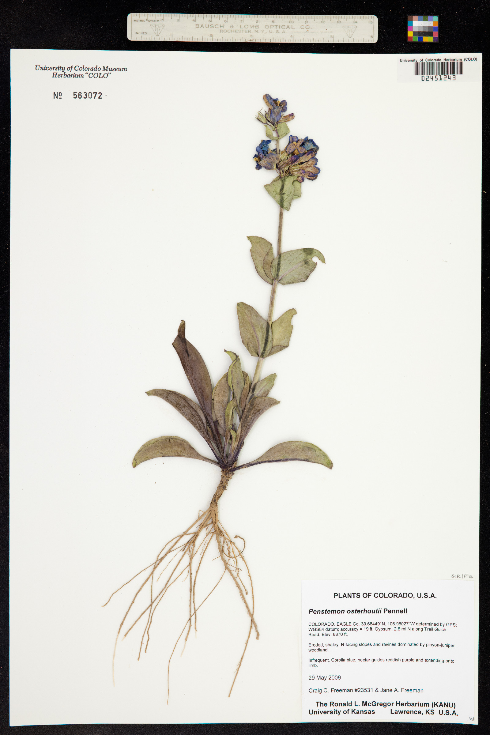 Penstemon osterhoutii image