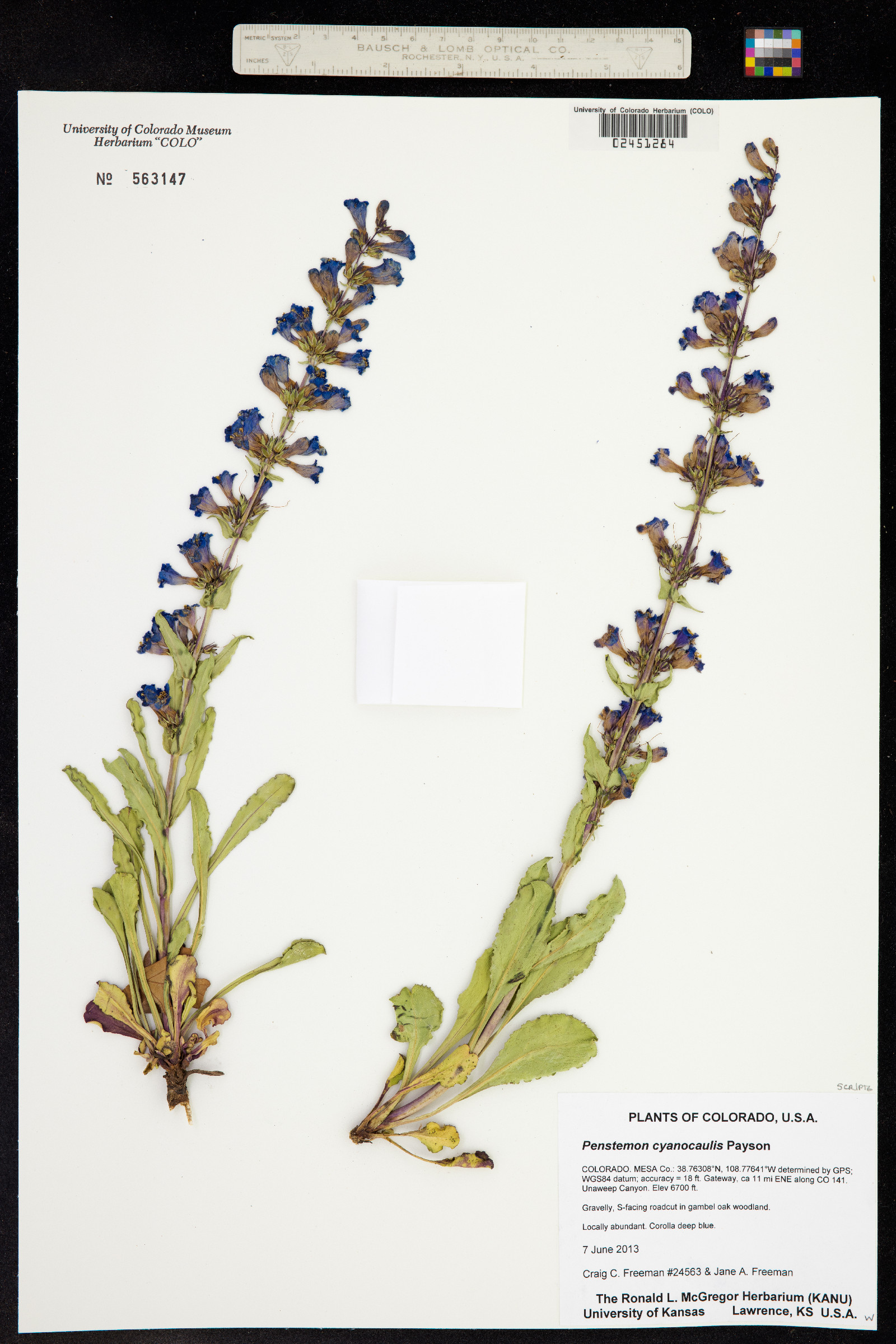 Penstemon cyanocaulis image