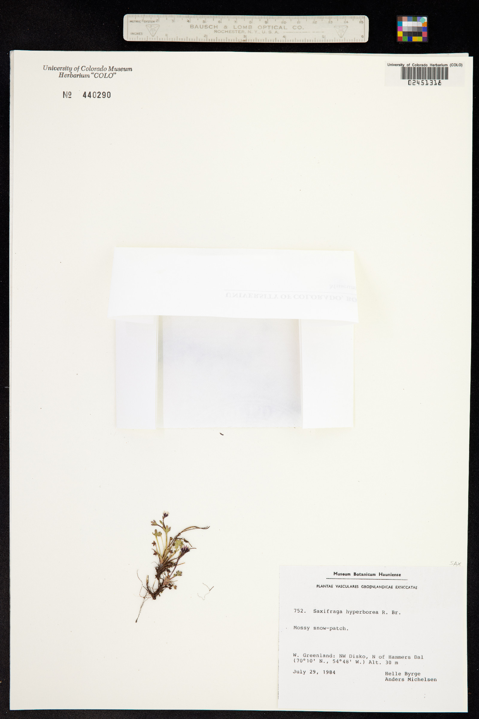 Saxifraga hyperborea image