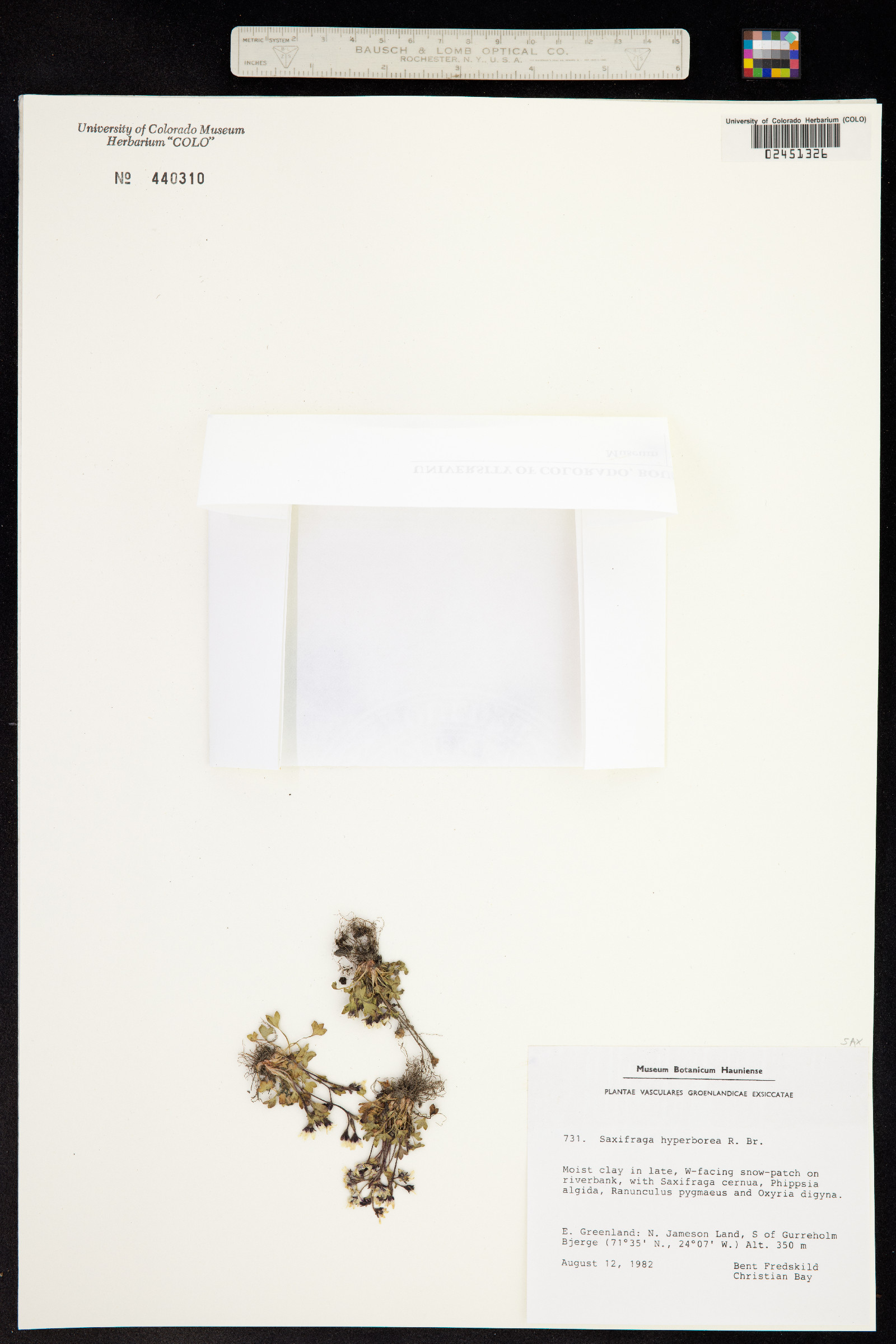 Saxifraga hyperborea image