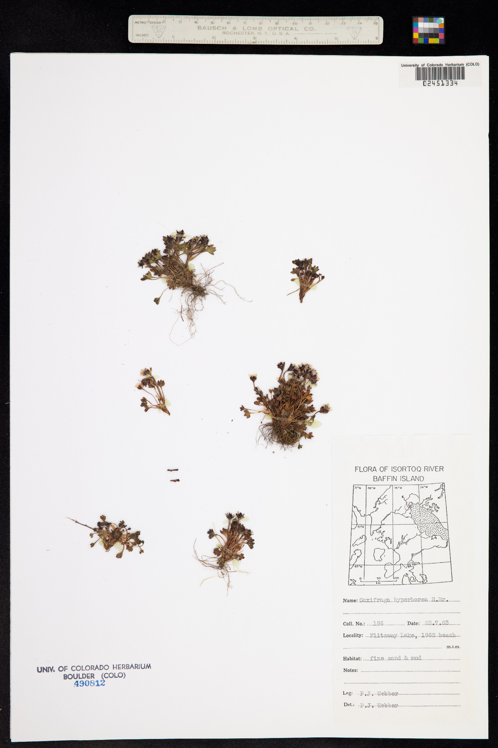 Saxifraga hyperborea image