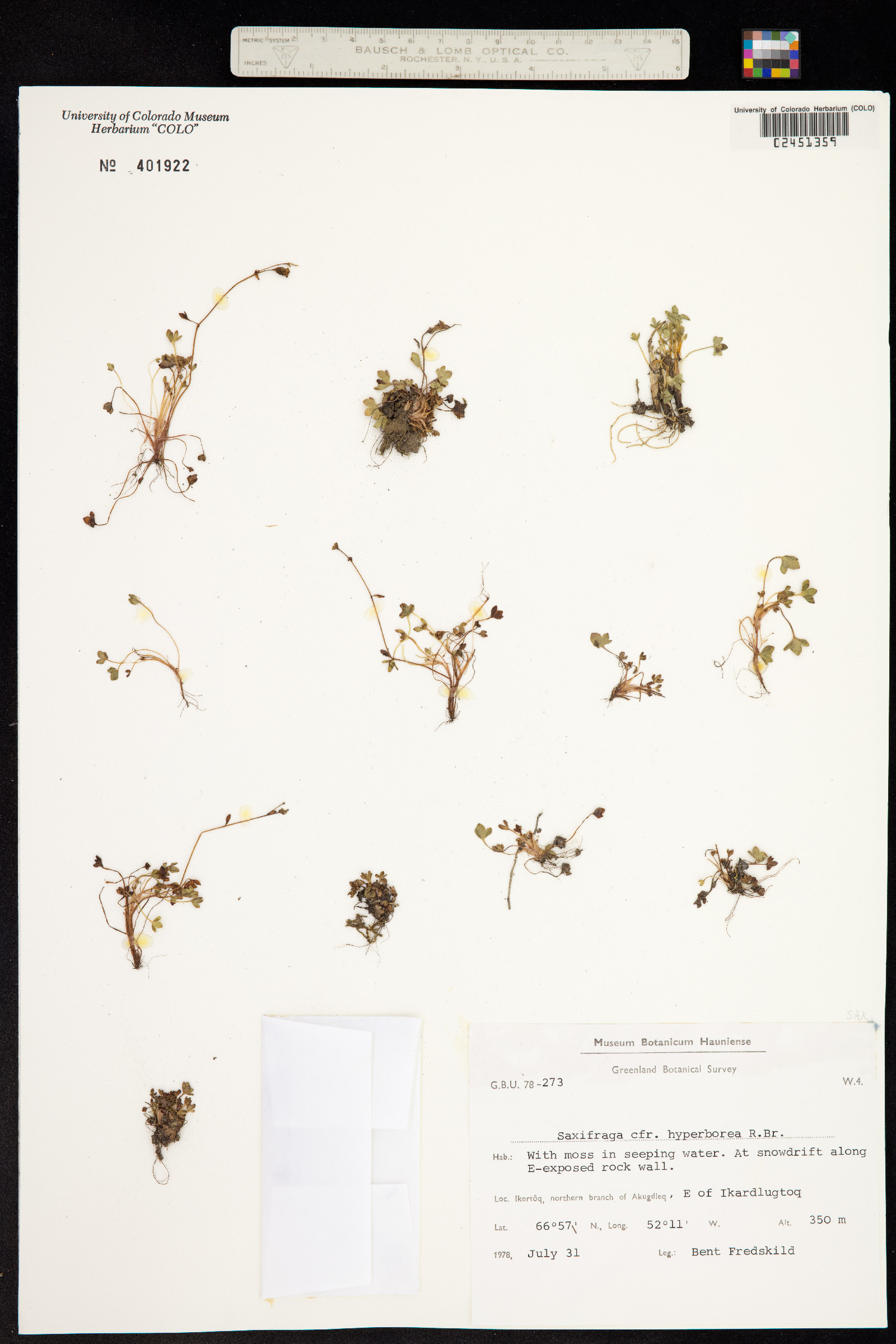 Saxifraga hyperborea image