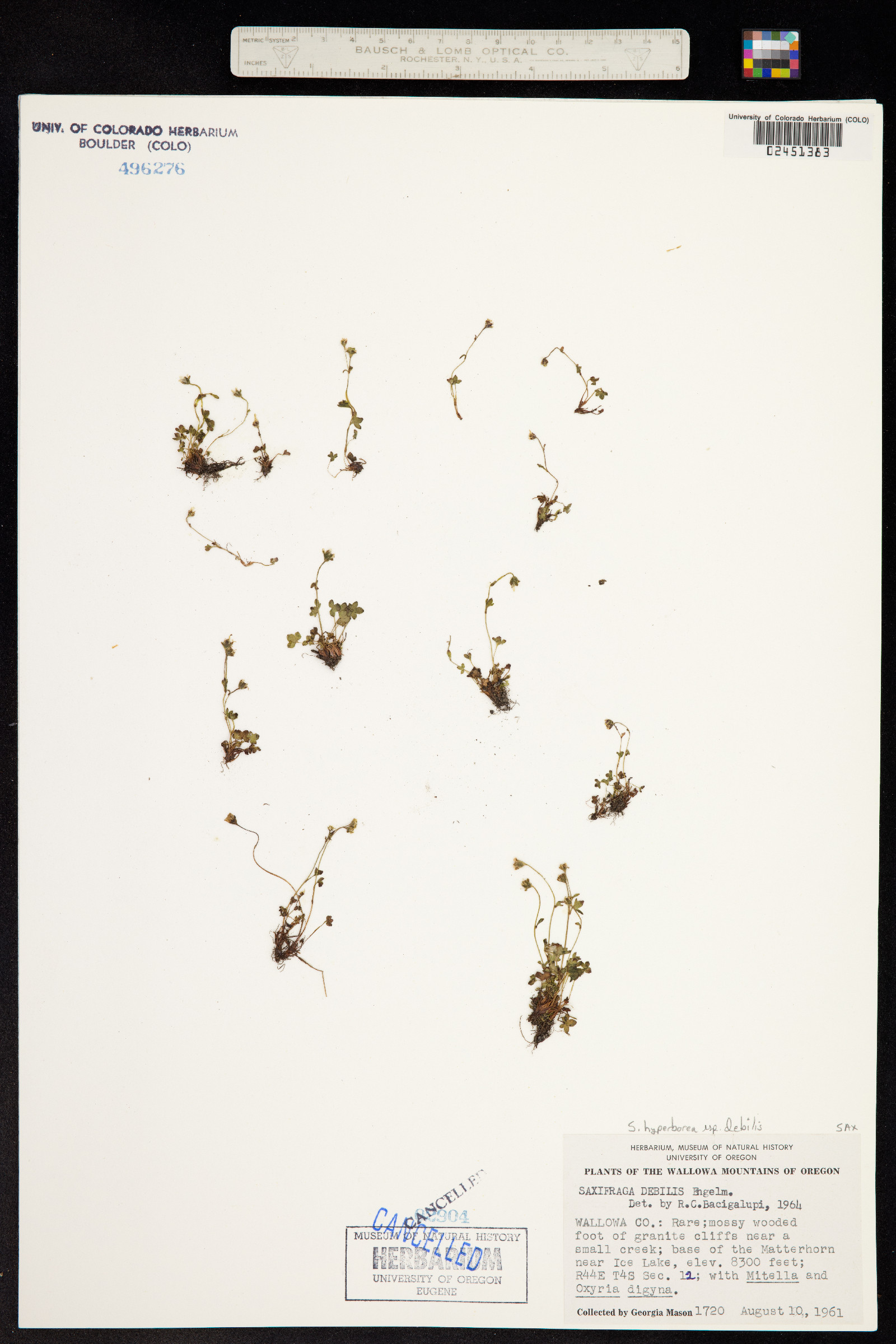 Saxifraga debilis image