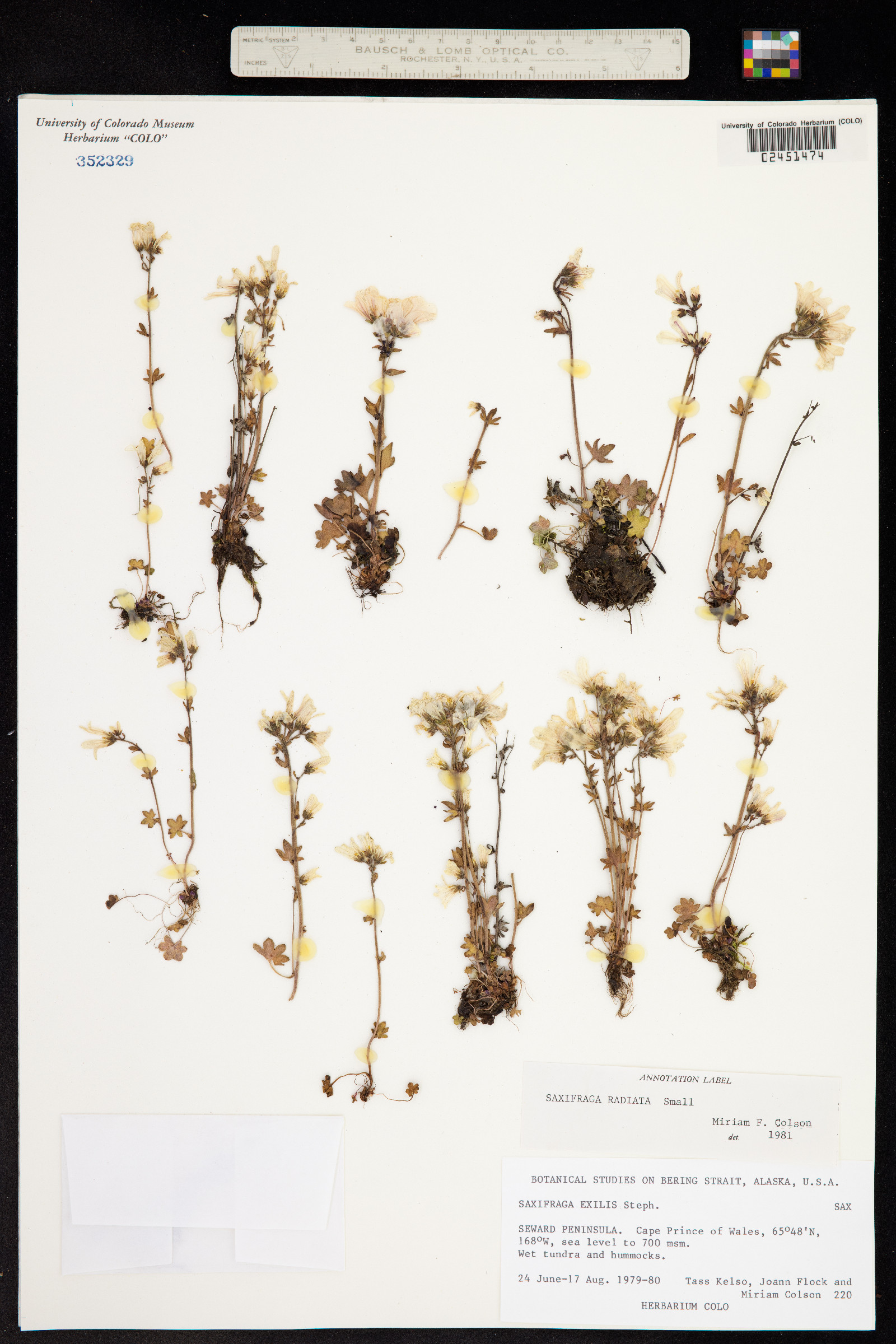 Saxifraga radiata image