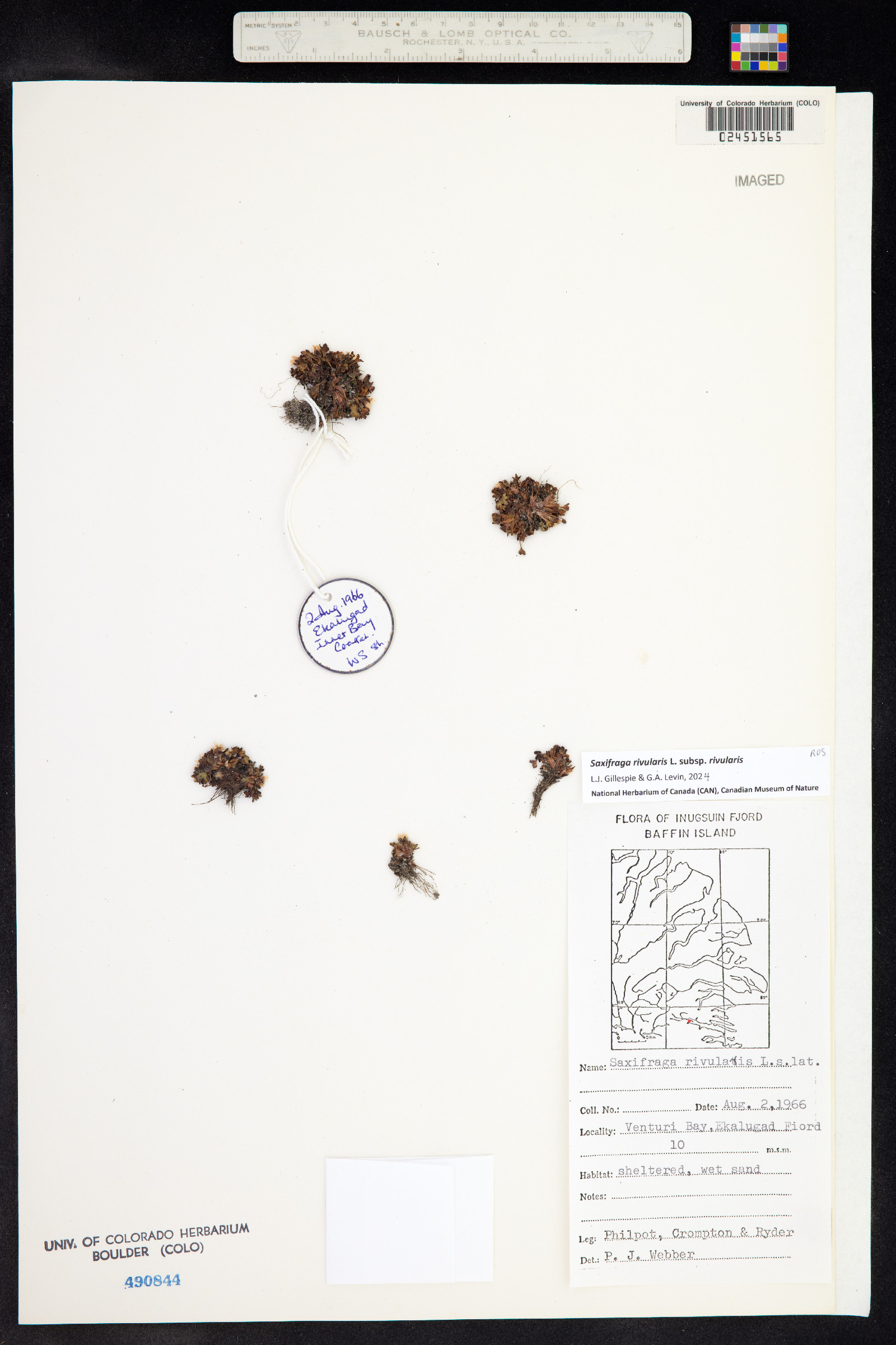 Saxifraga rivularis ssp. rivularis image