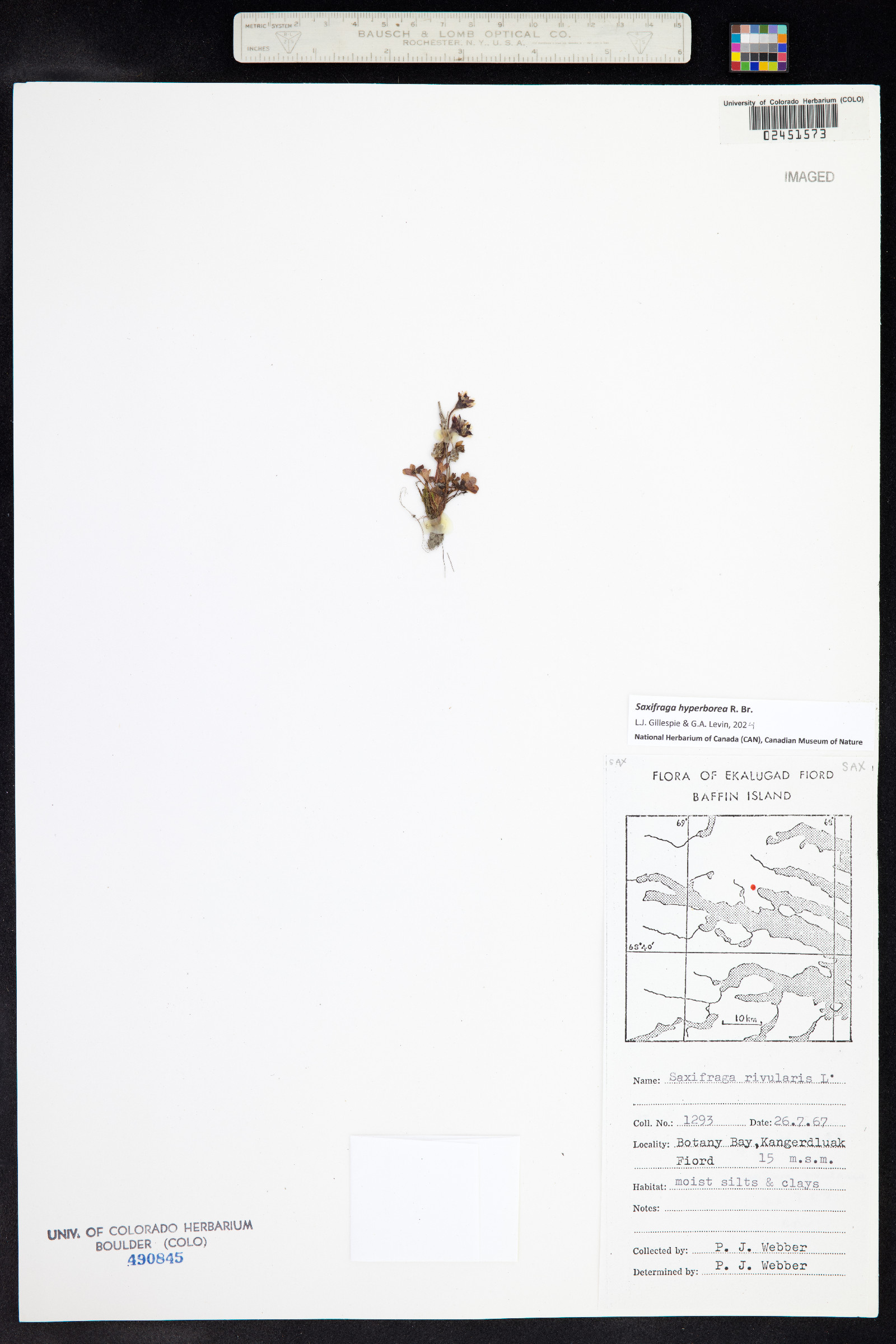 Saxifraga hyperborea image