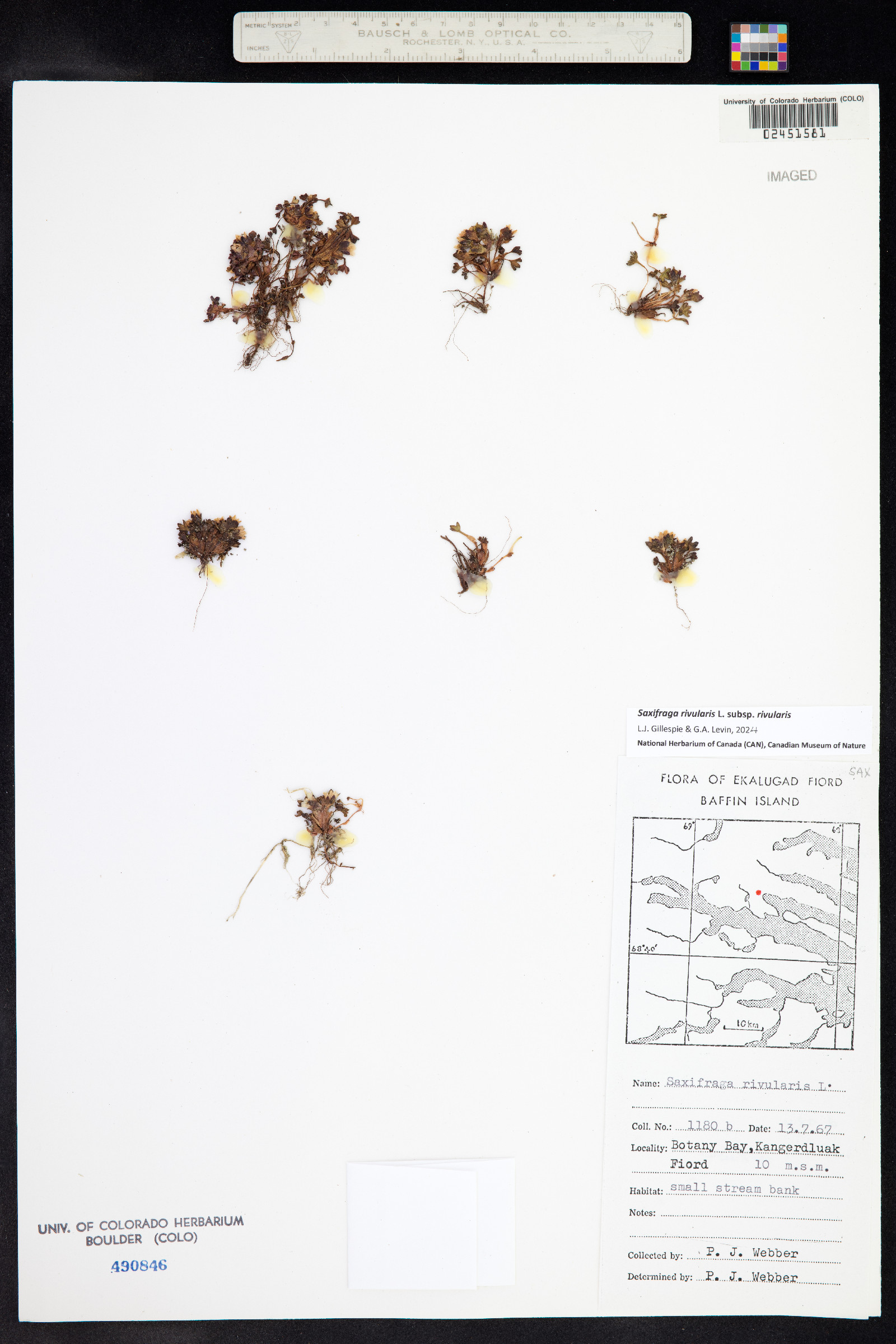 Saxifraga rivularis image
