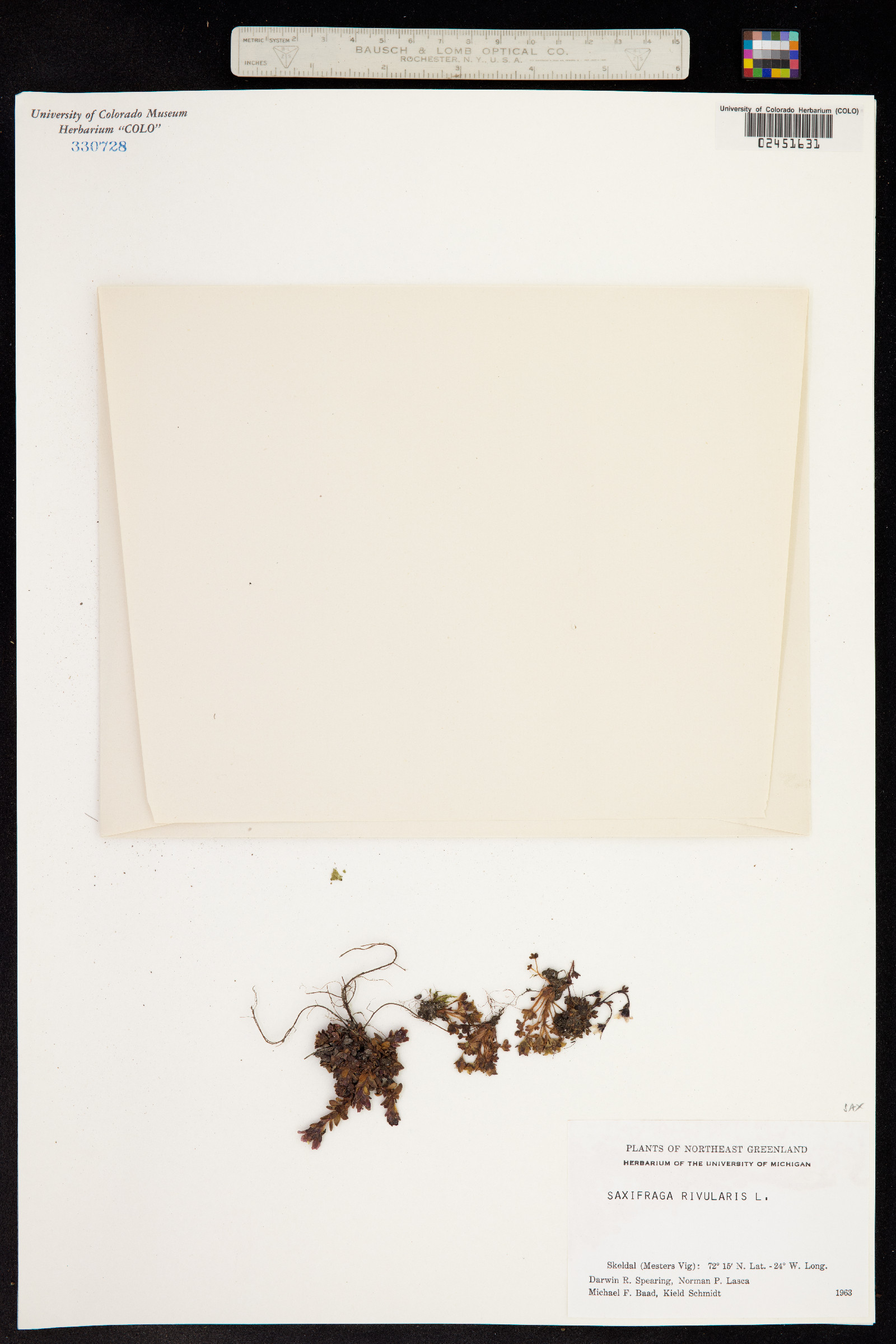 Saxifraga rivularis image