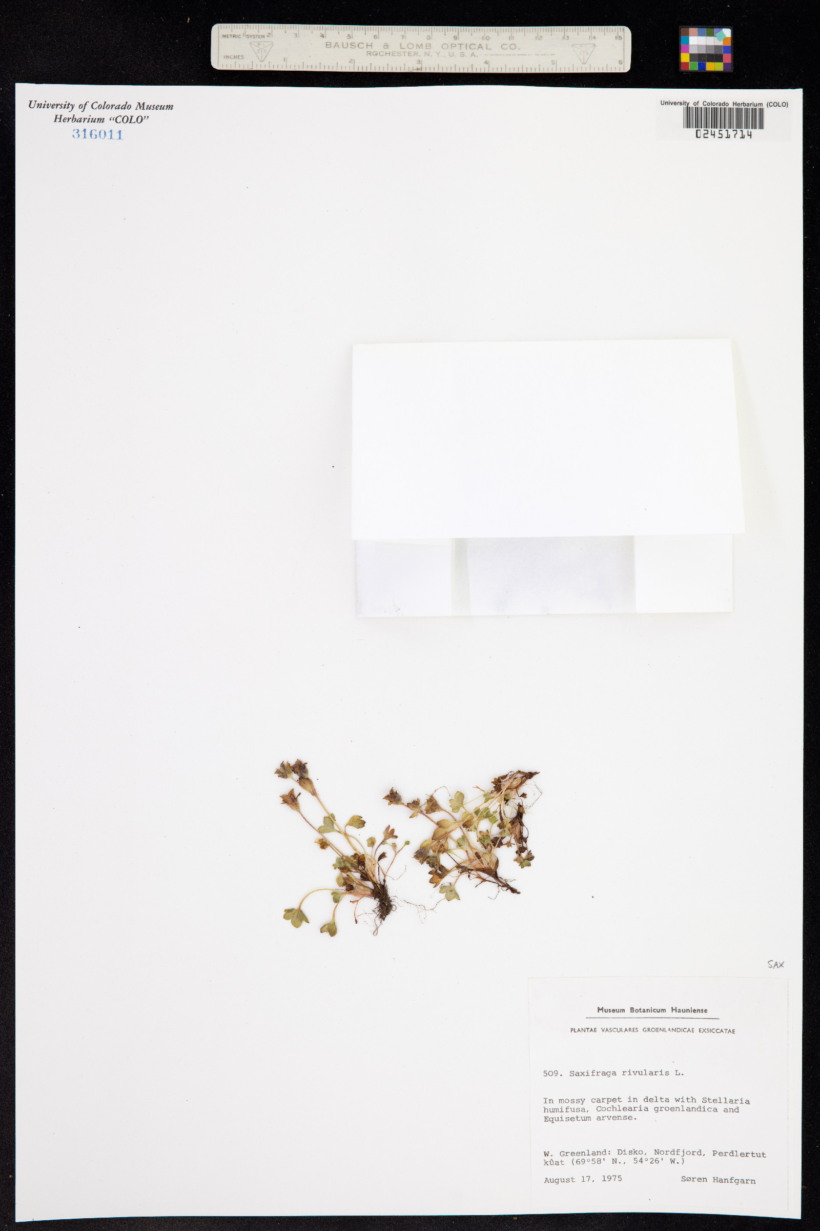 Saxifraga rivularis image