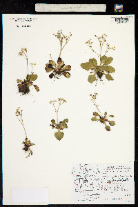 Image of Micranthes rufidula