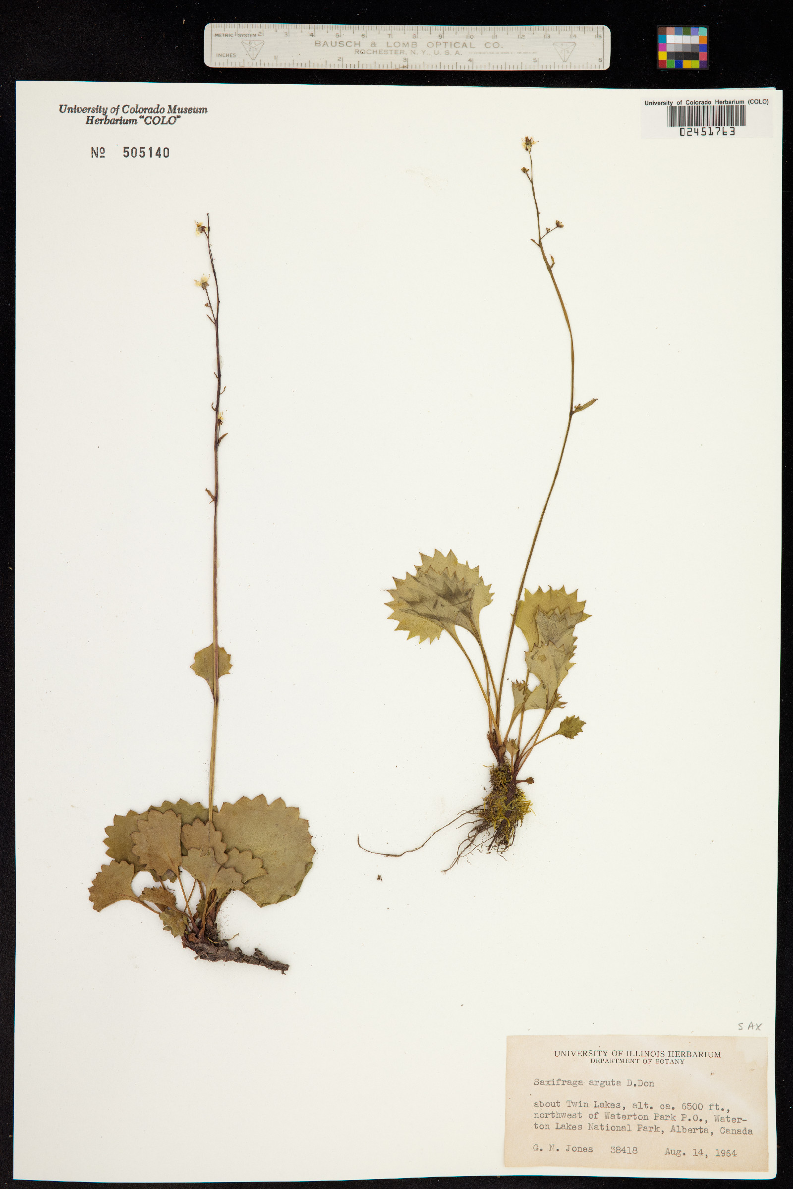 Micranthes odontoloma image