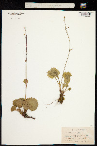 Micranthes nelsoniana image