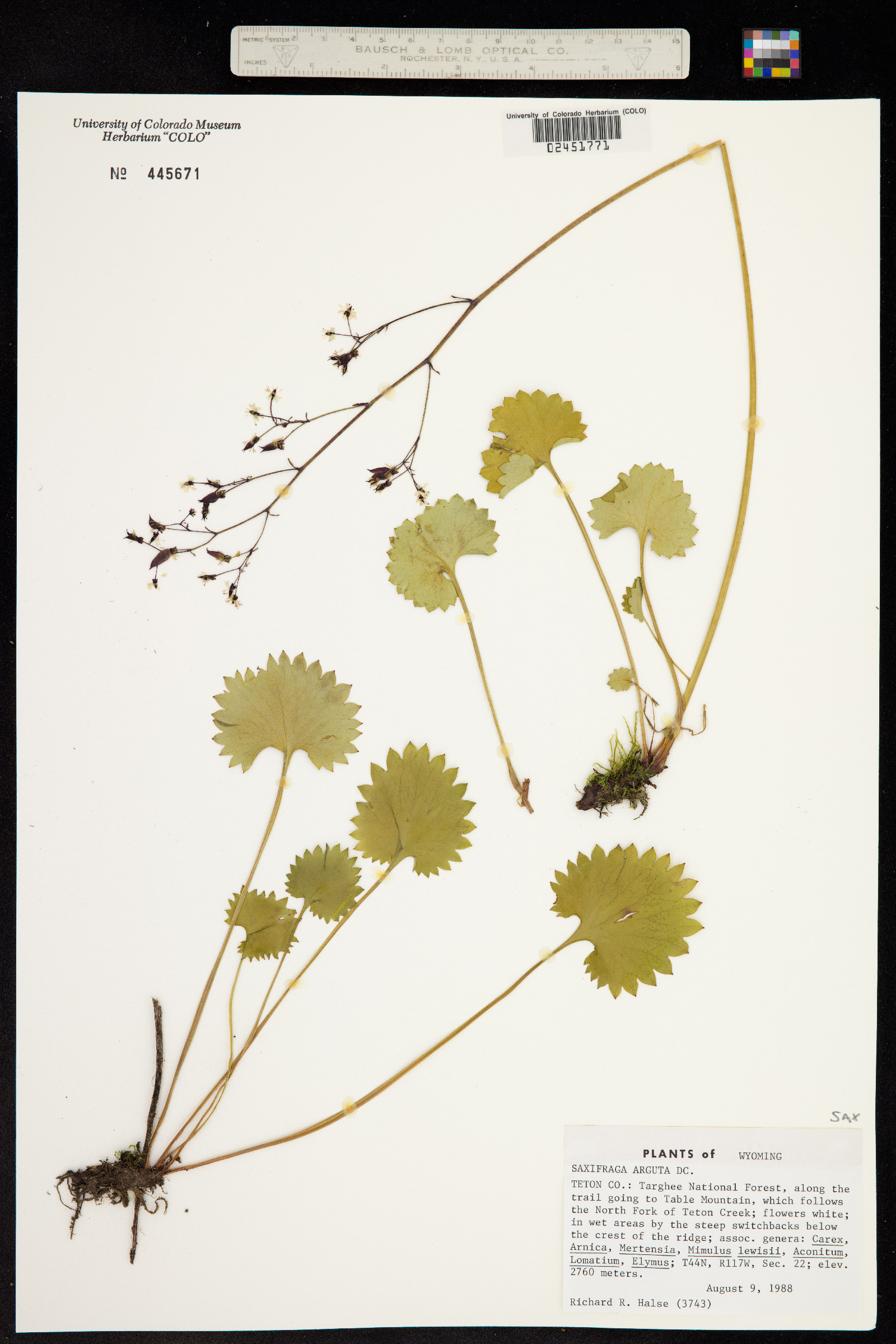 Micranthes nelsoniana var. nelsoniana image