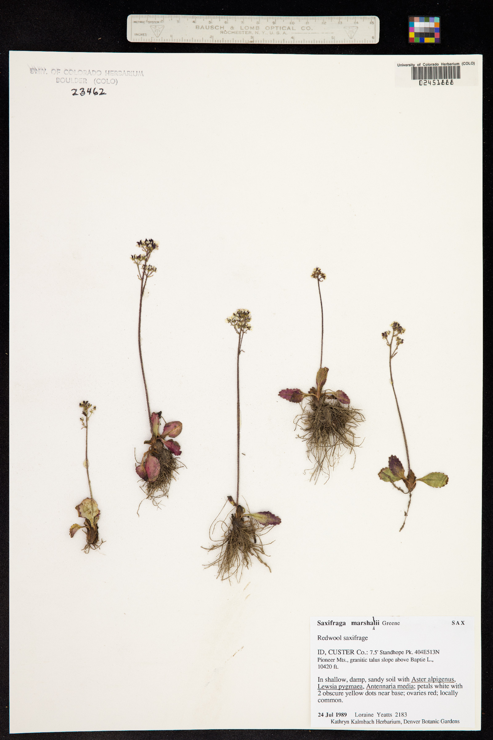 Micranthes marshallii image