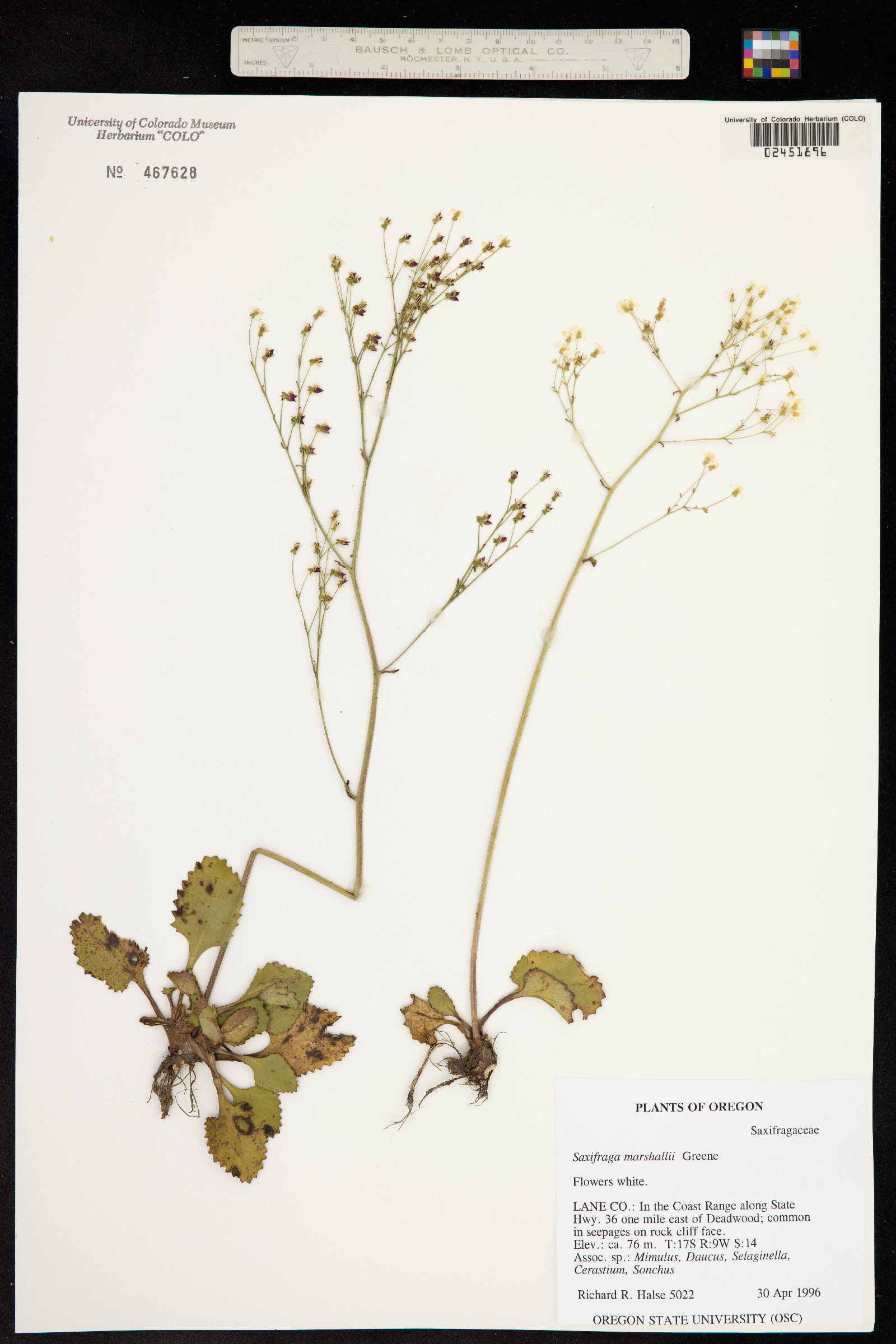 Micranthes marshallii image