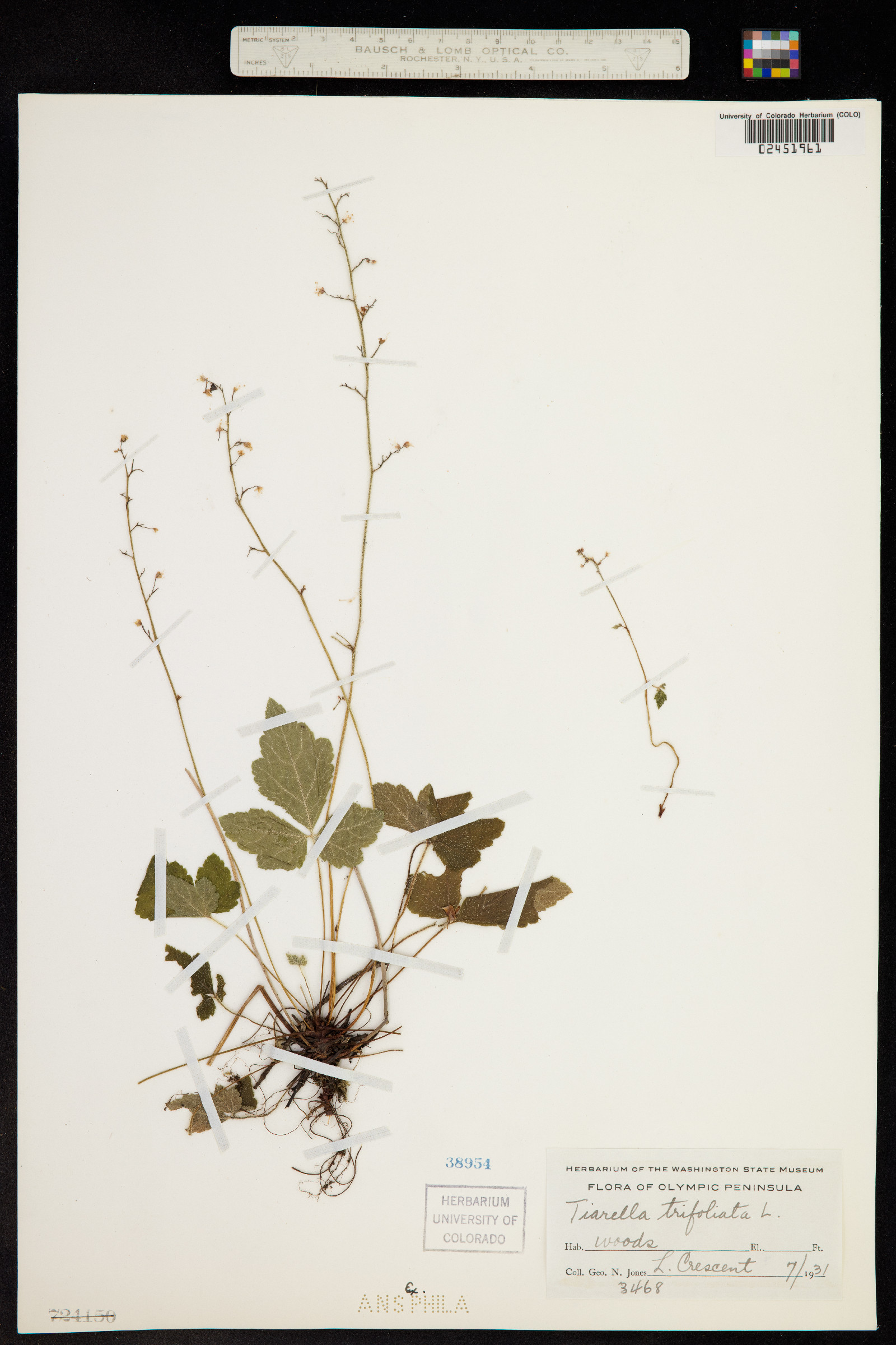 Tiarella image