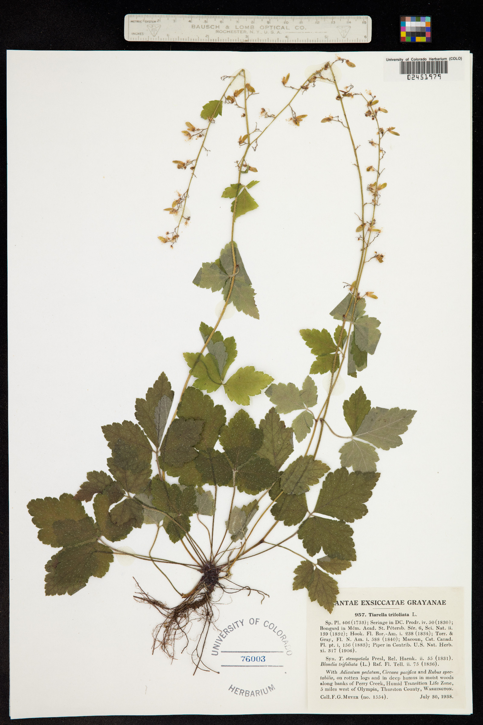 Tiarella trifoliata image