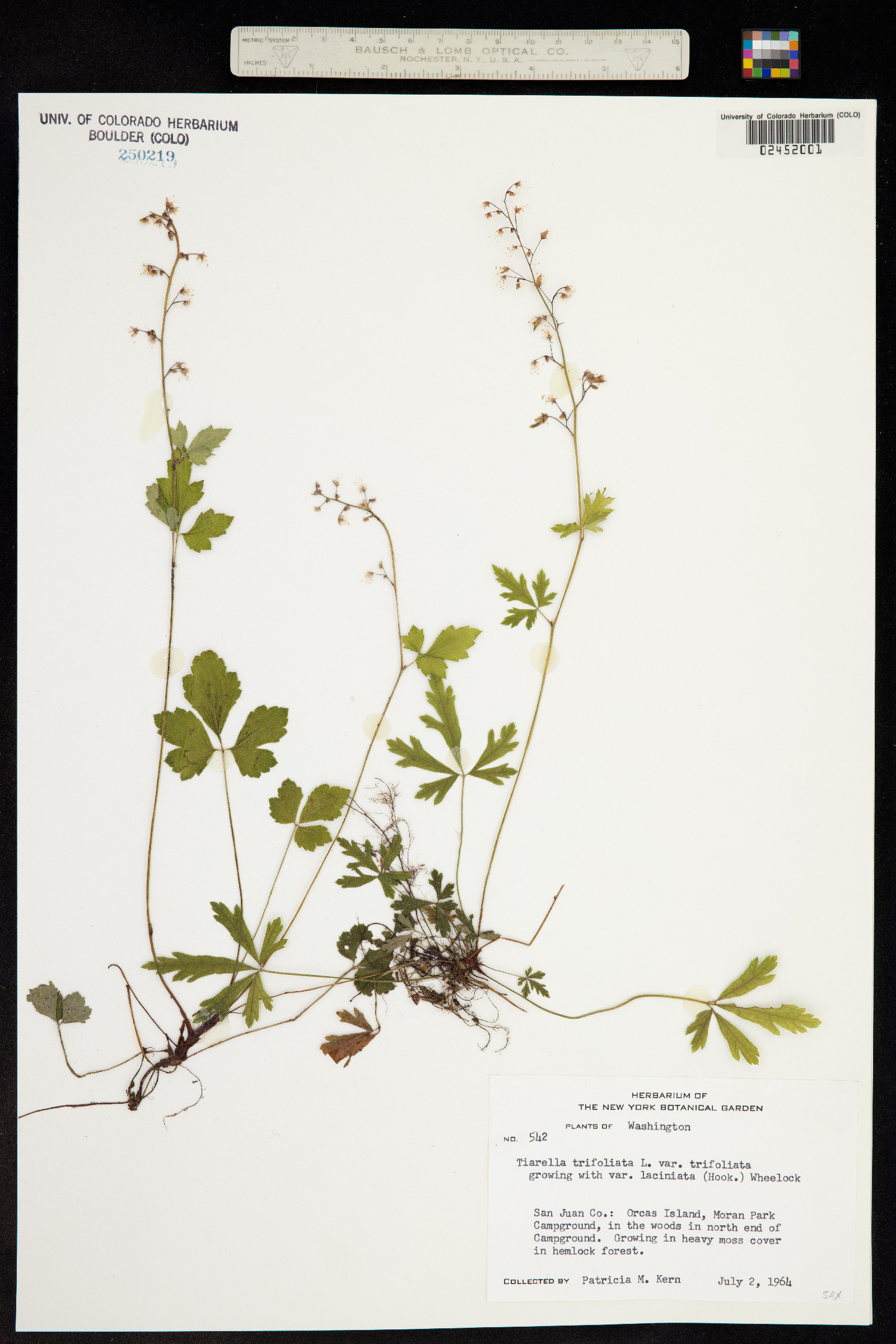 Tiarella trifoliata image