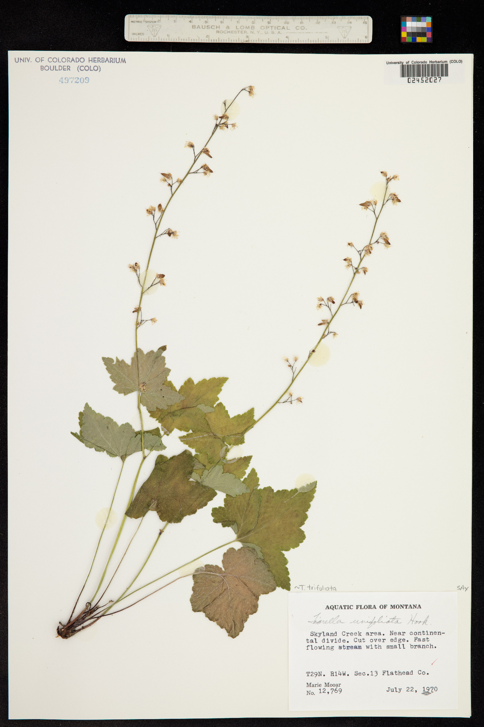 Tiarella trifoliata image