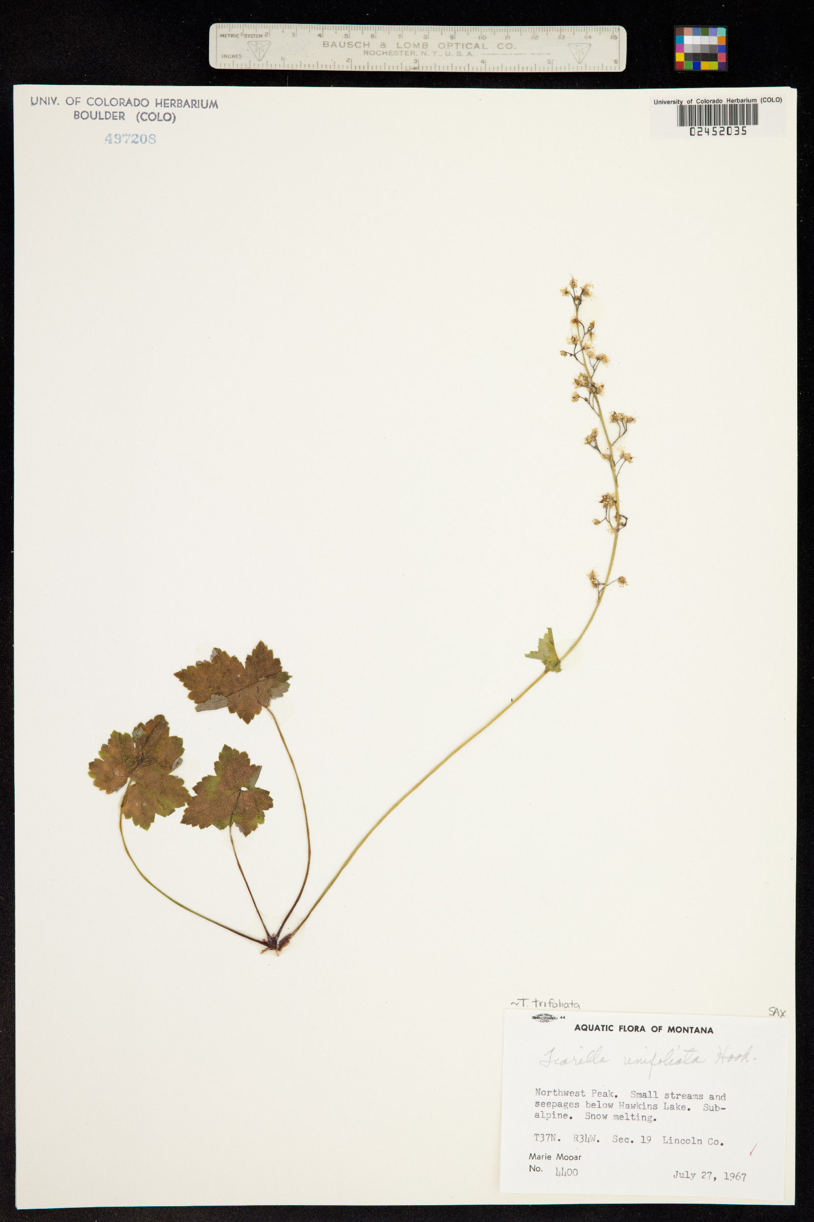 Tiarella image