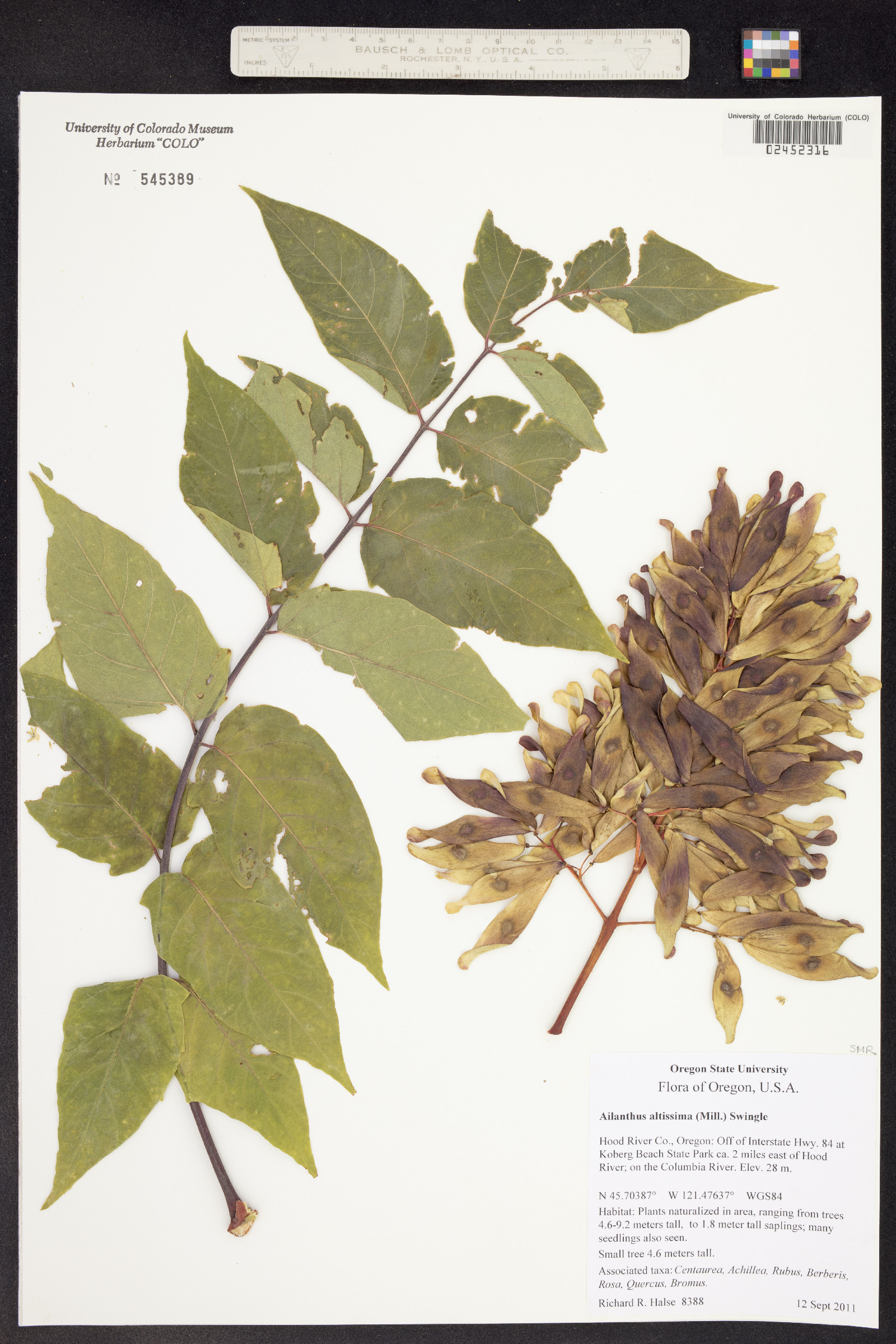 Ailanthus altissima image