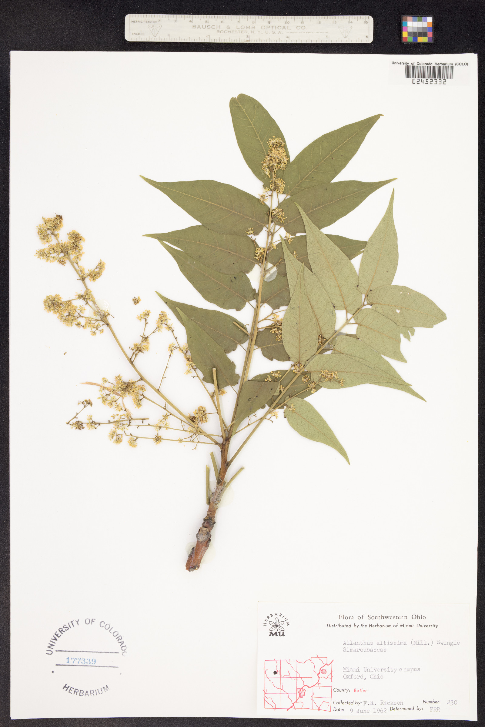 Ailanthus altissima image