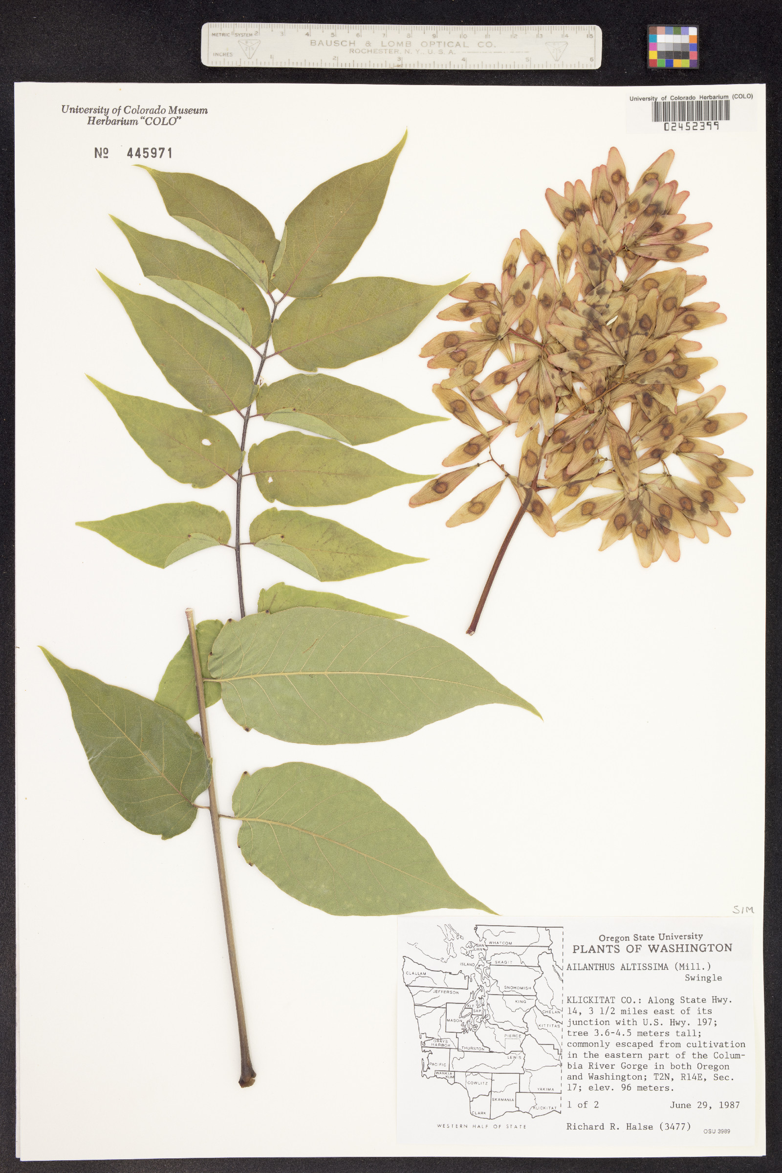 Ailanthus altissima image