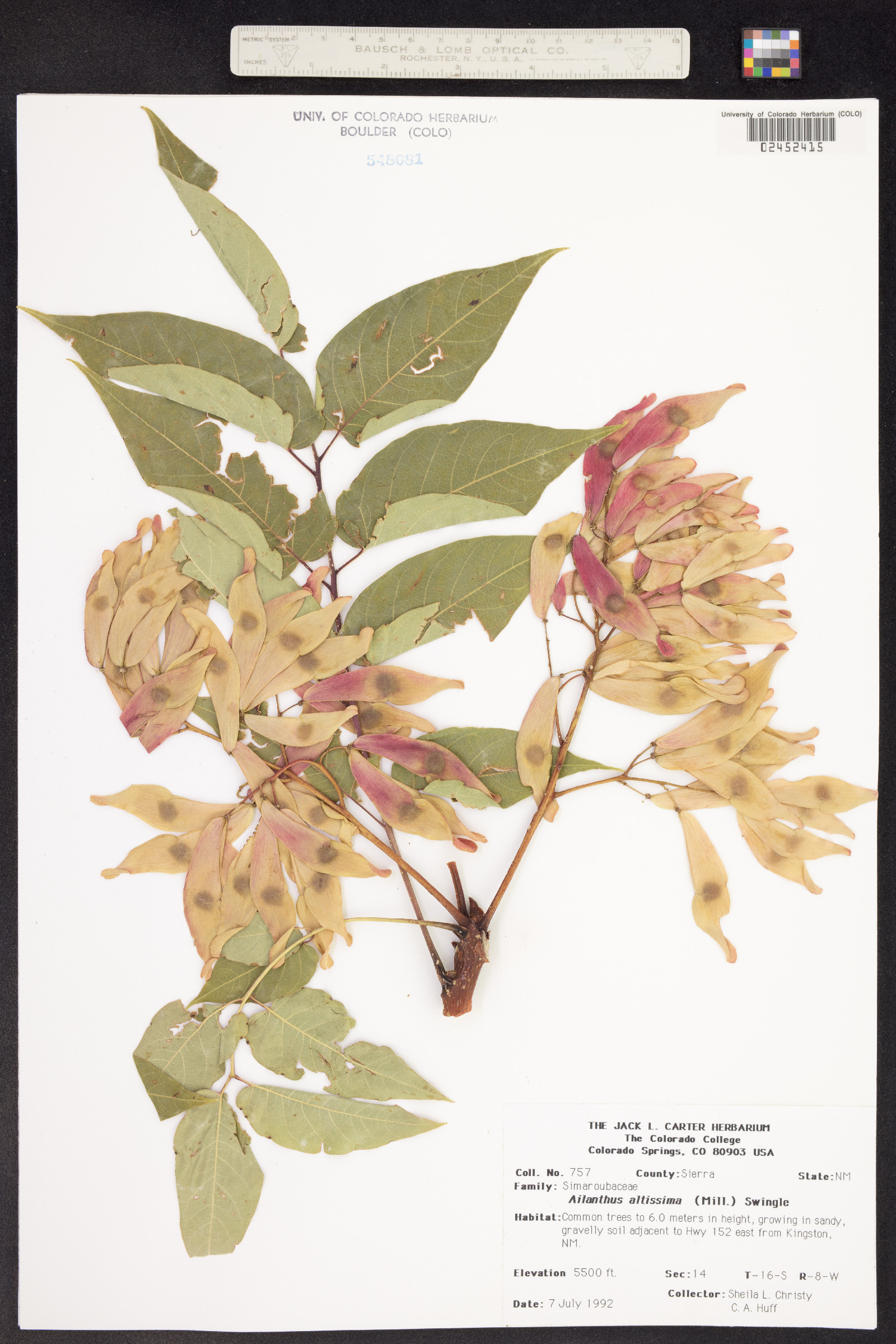 Ailanthus altissima image