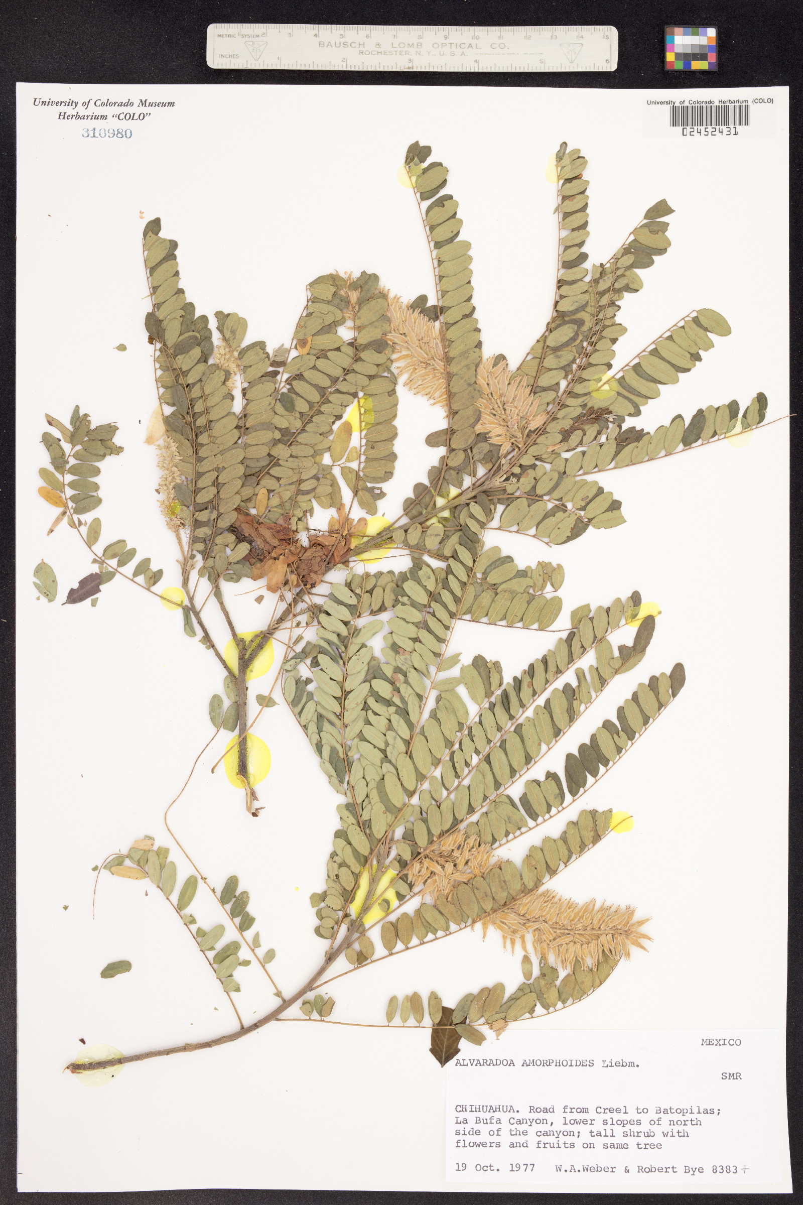 Picramniaceae image