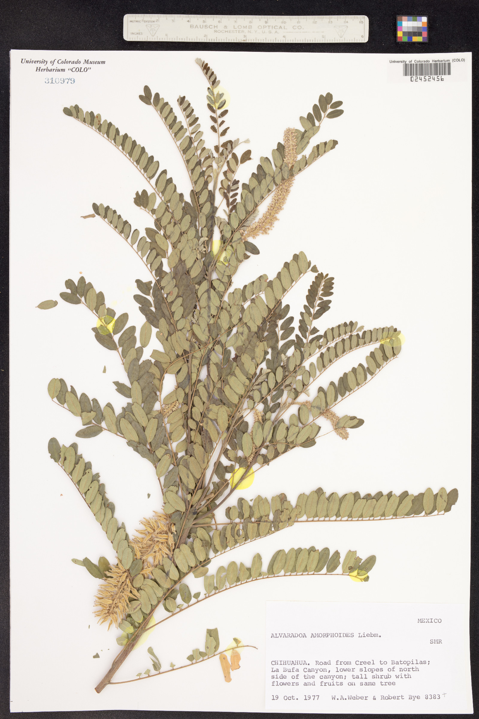 Alvaradoa amorphoides image