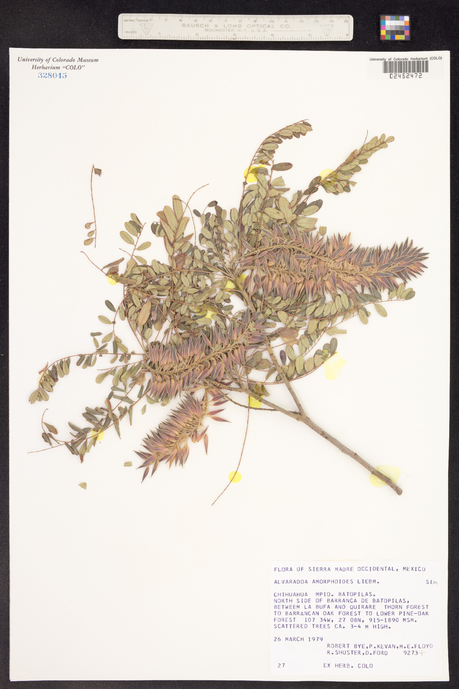 Alvaradoa amorphoides image