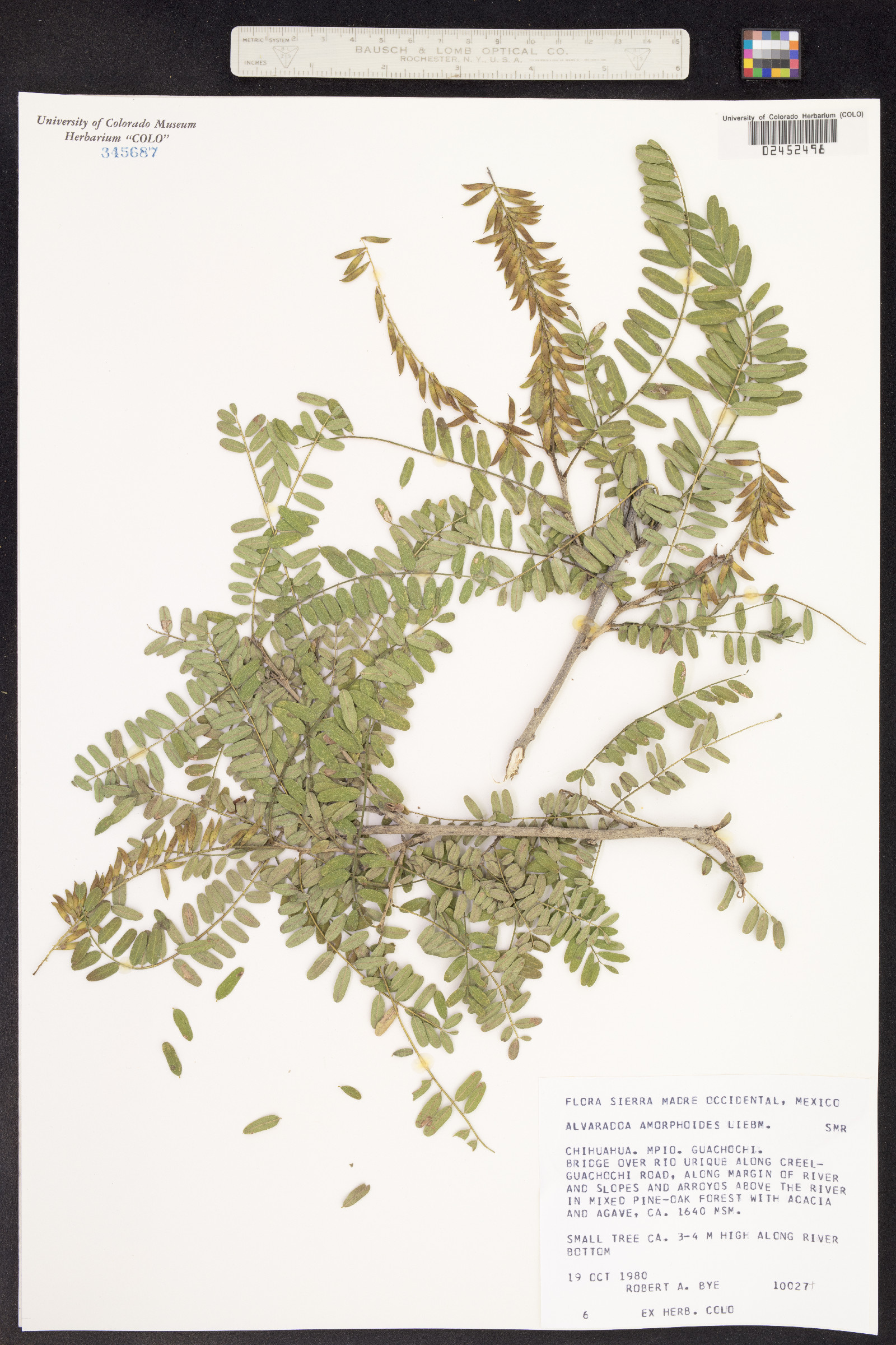 Alvaradoa amorphoides image