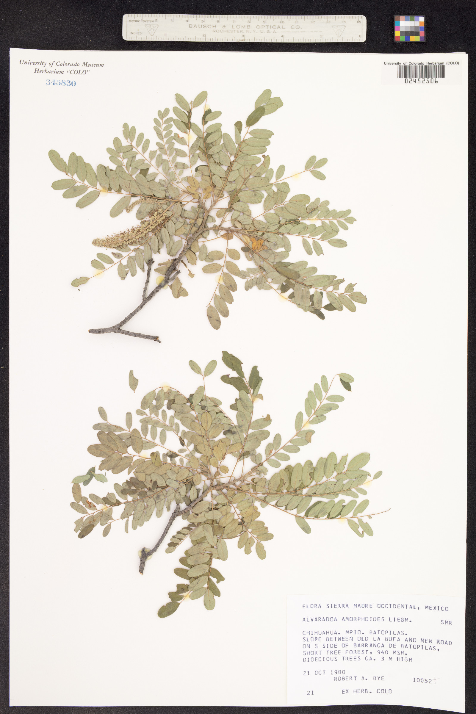 Alvaradoa image