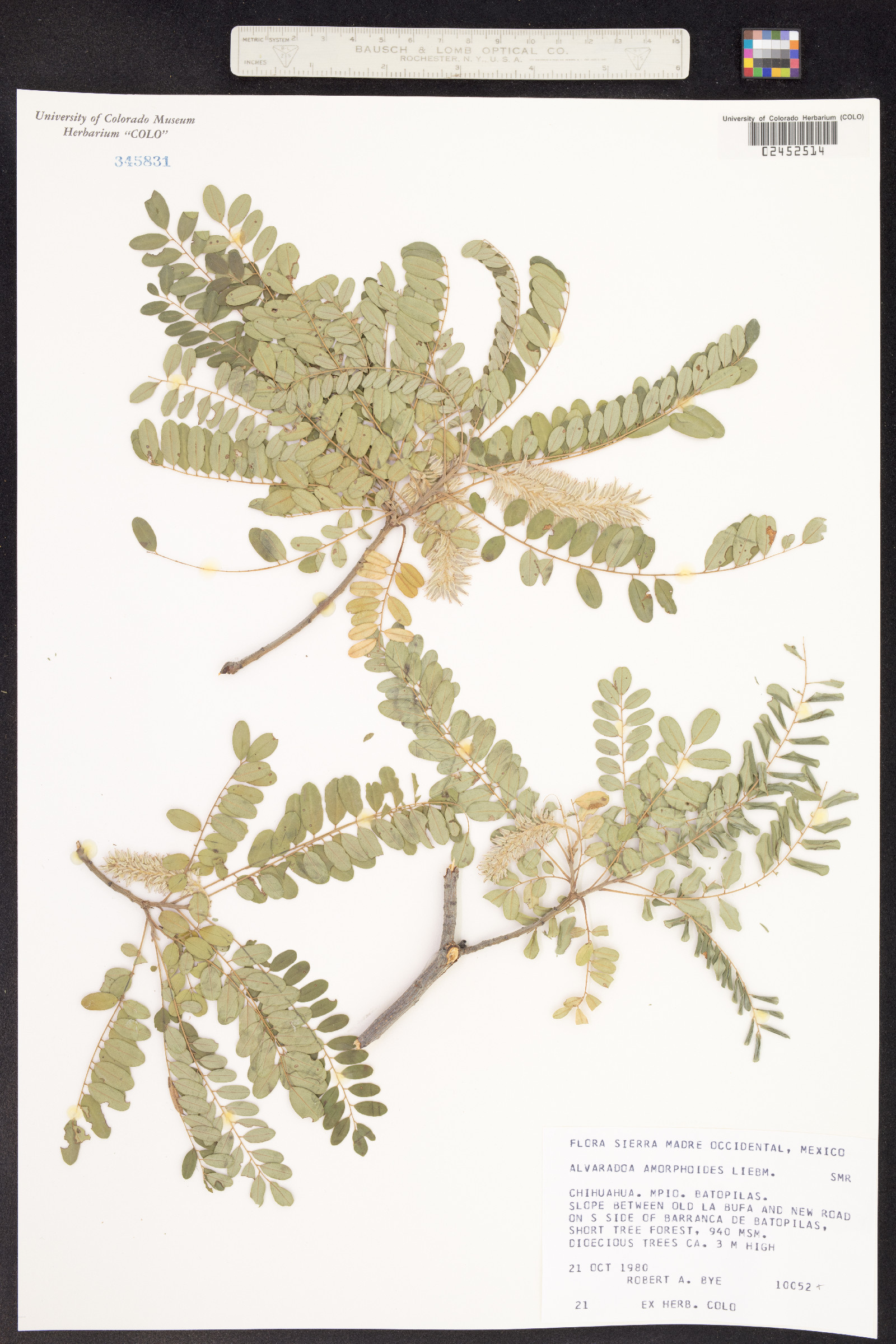 Alvaradoa amorphoides image