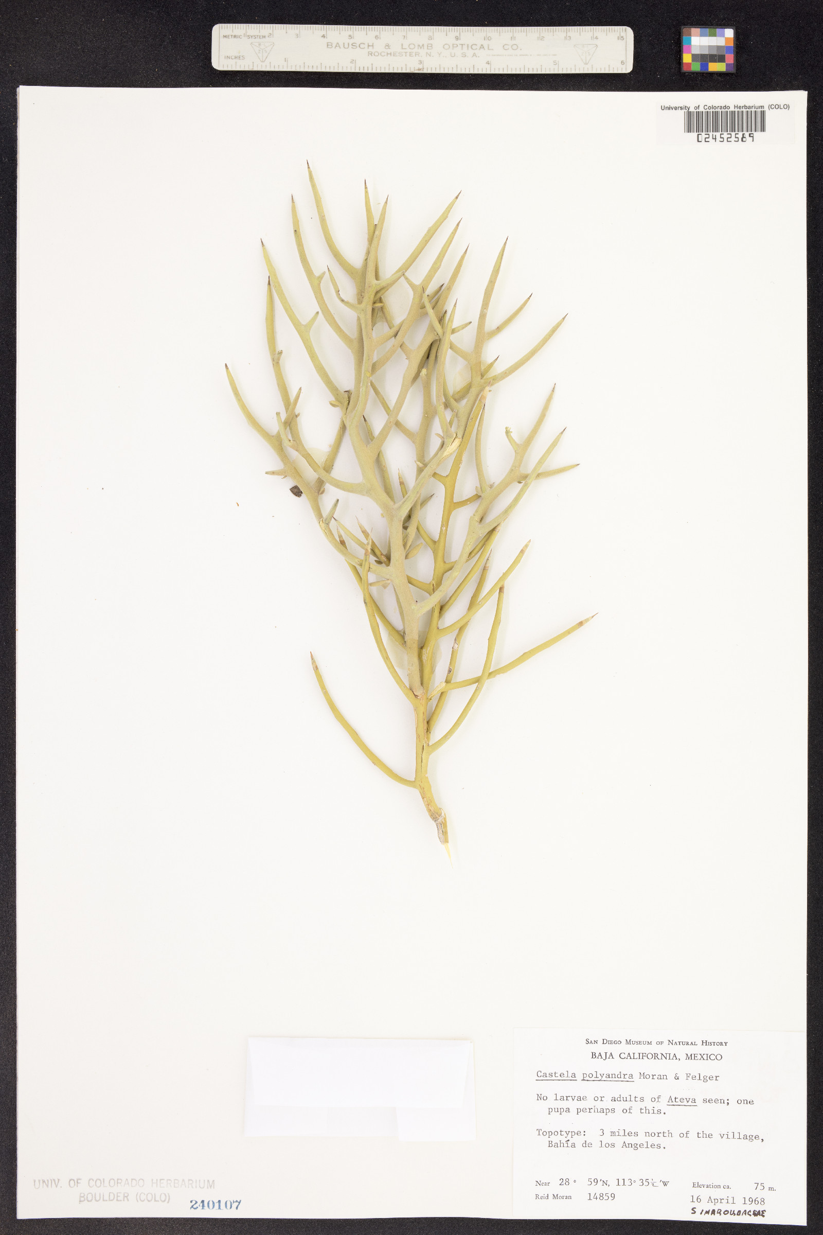 Castela polyandra image